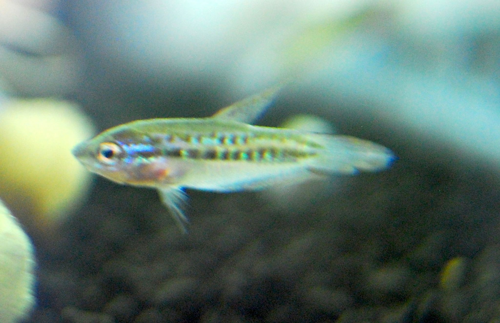 Sparkling Gourami (Pygmy Gourami)