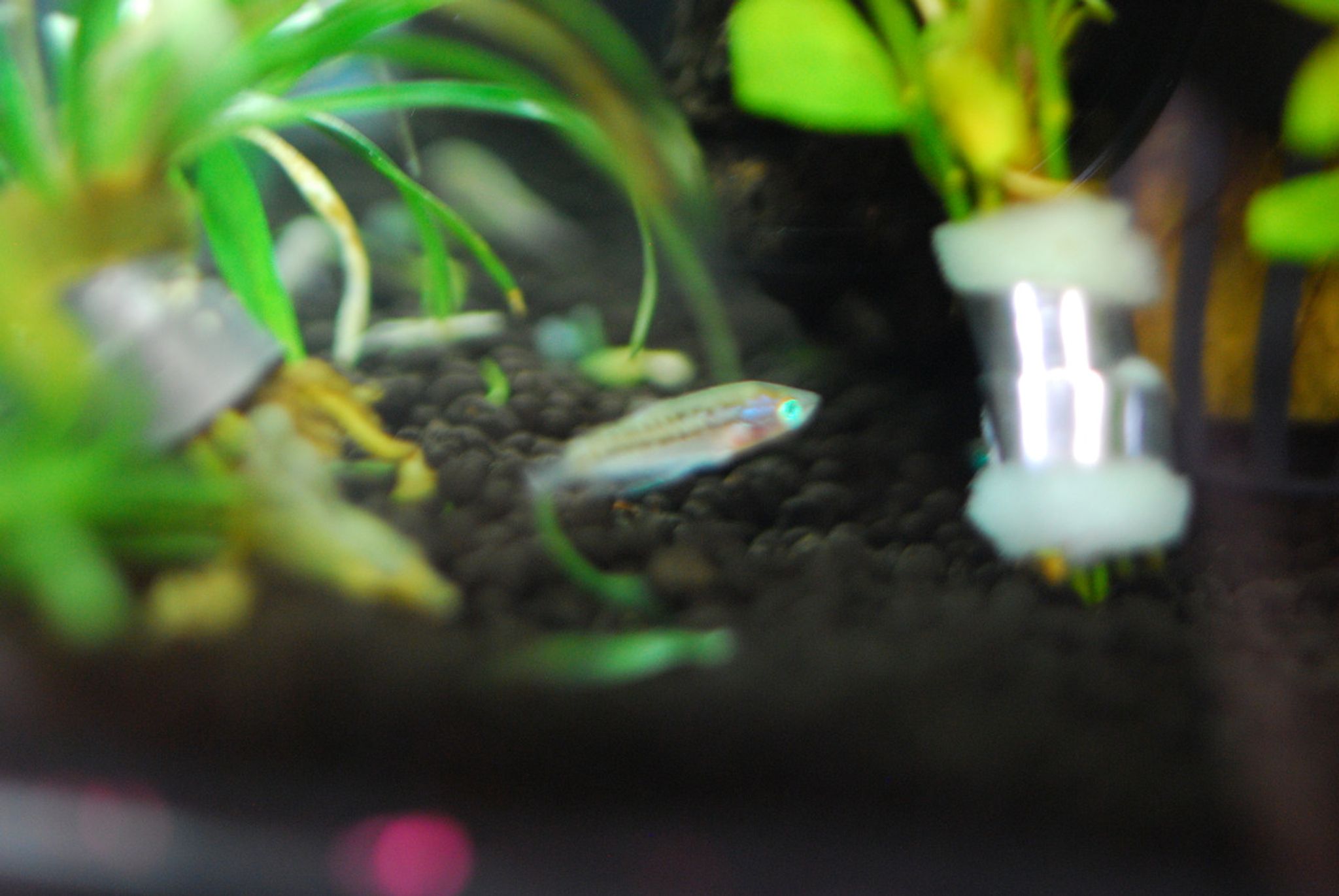 Sparkling Gourami (Pygmy Gourami)