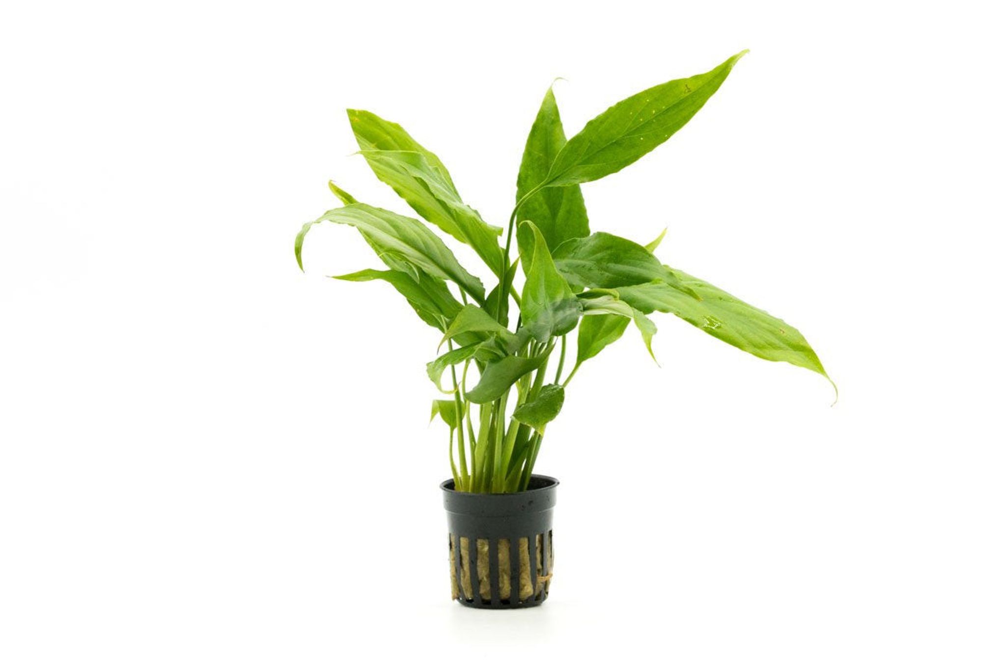 Spathiphyllum Wallisii - Peace Lily (Pot)