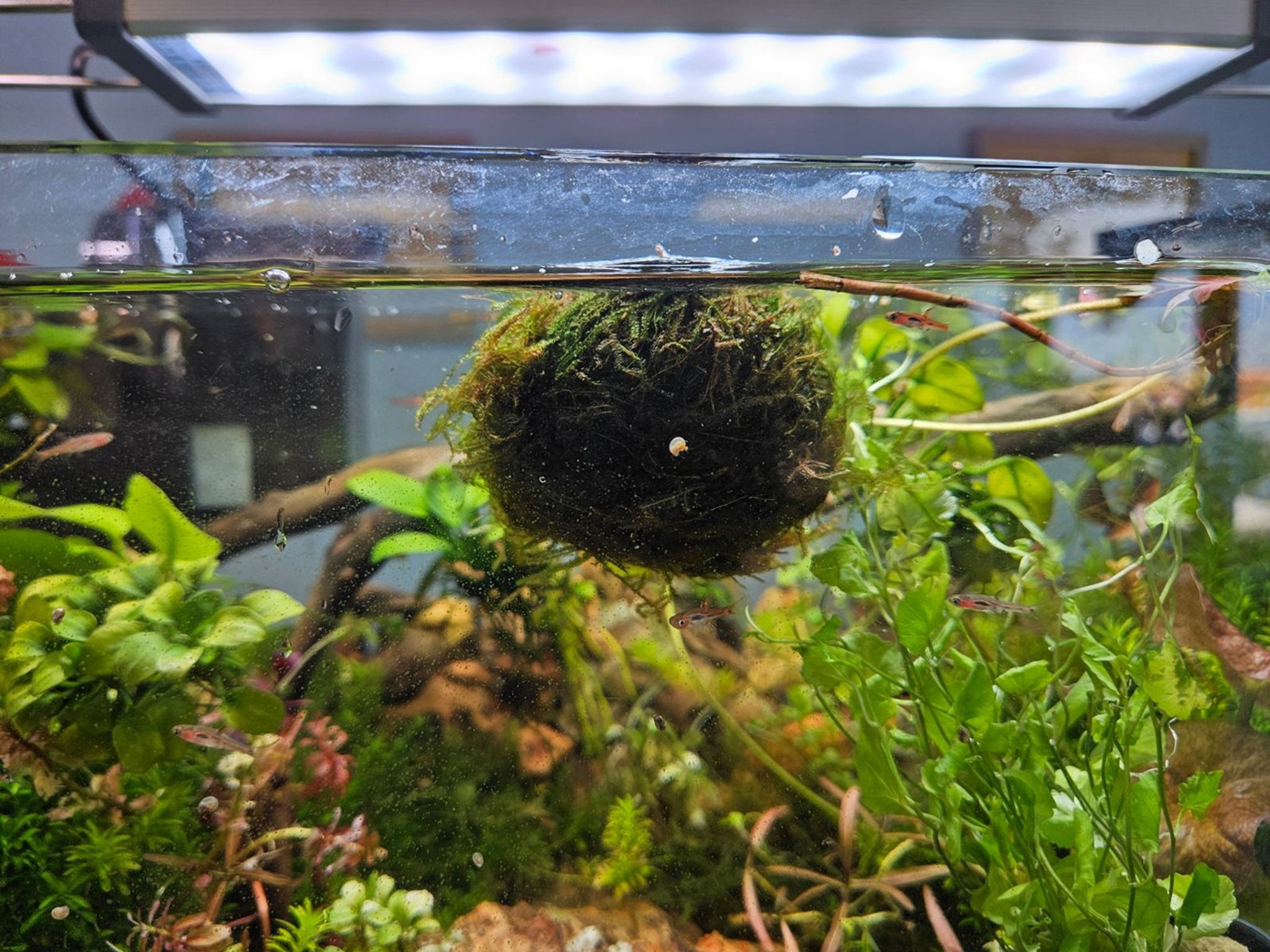 Spikey Moss
