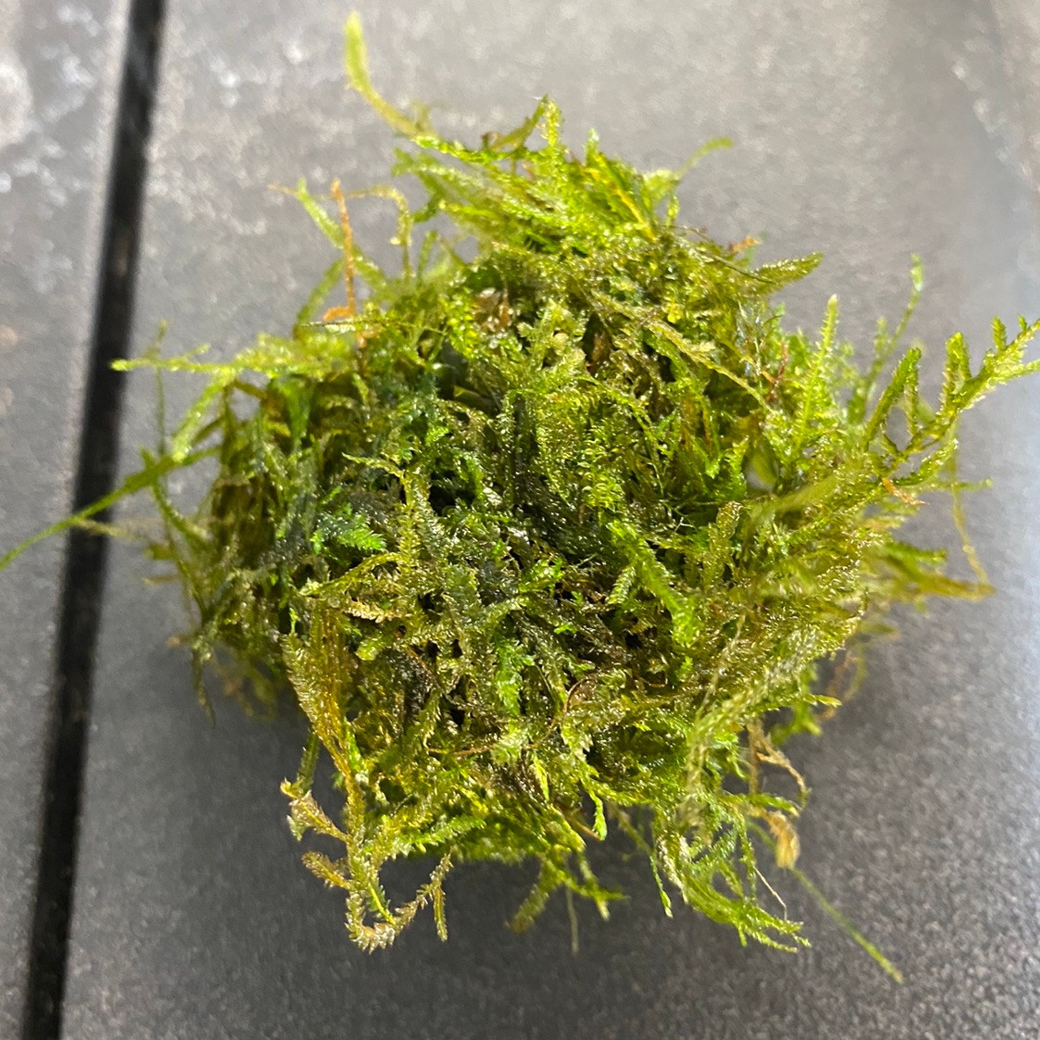 Spiky Moss