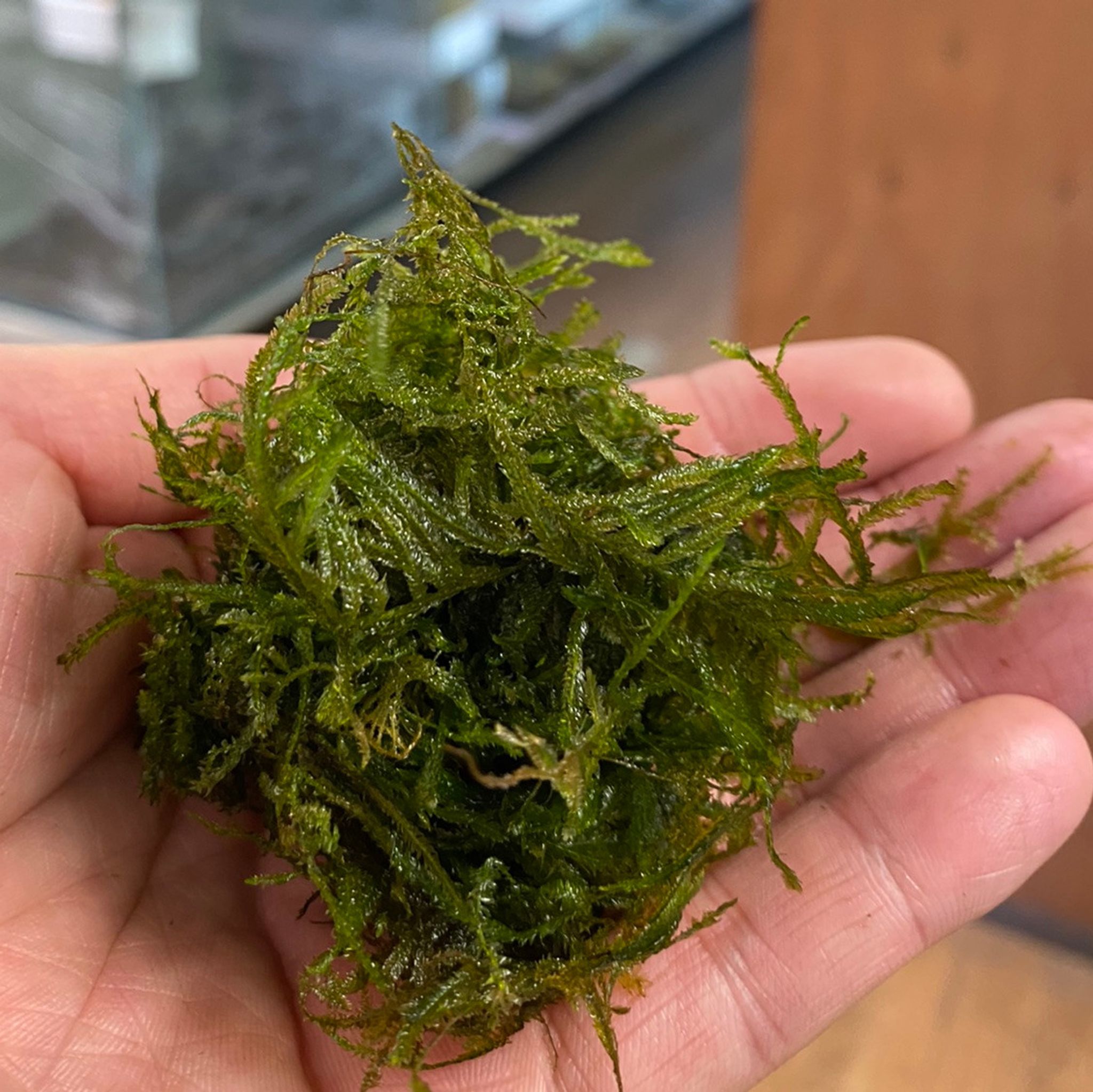 Spiky Moss