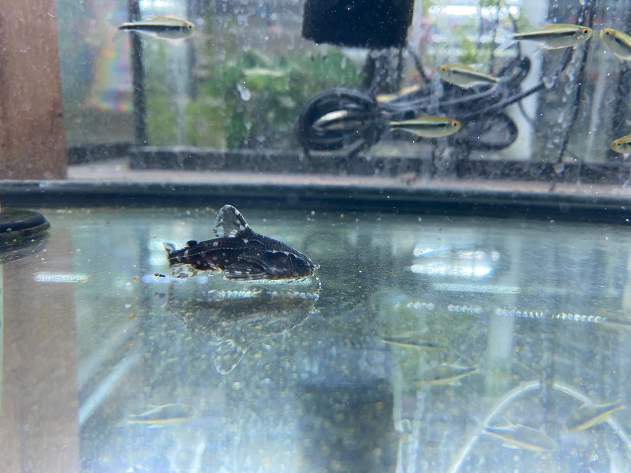 Spotted Raphael Catfish