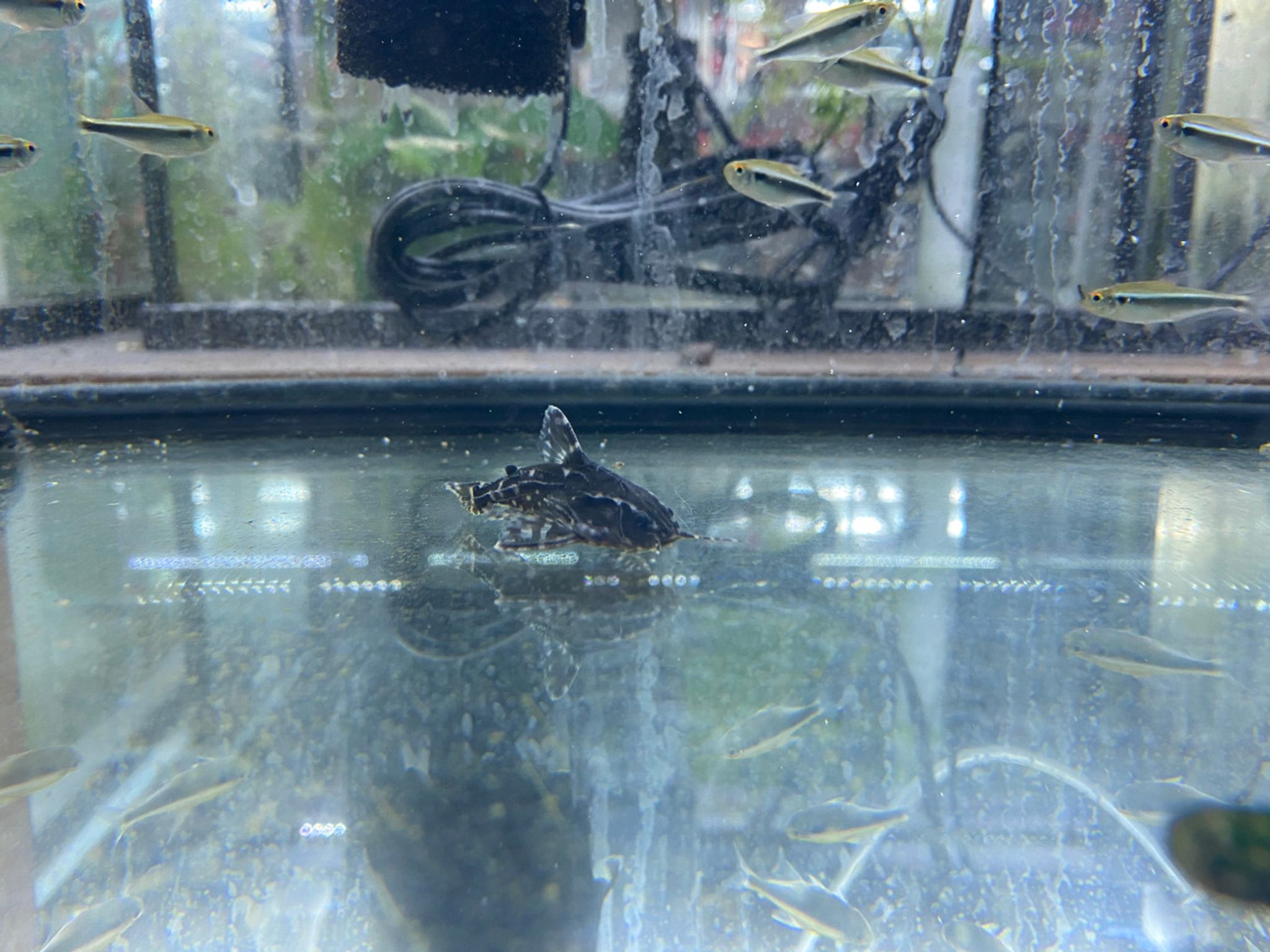 Spotted Raphael Catfish