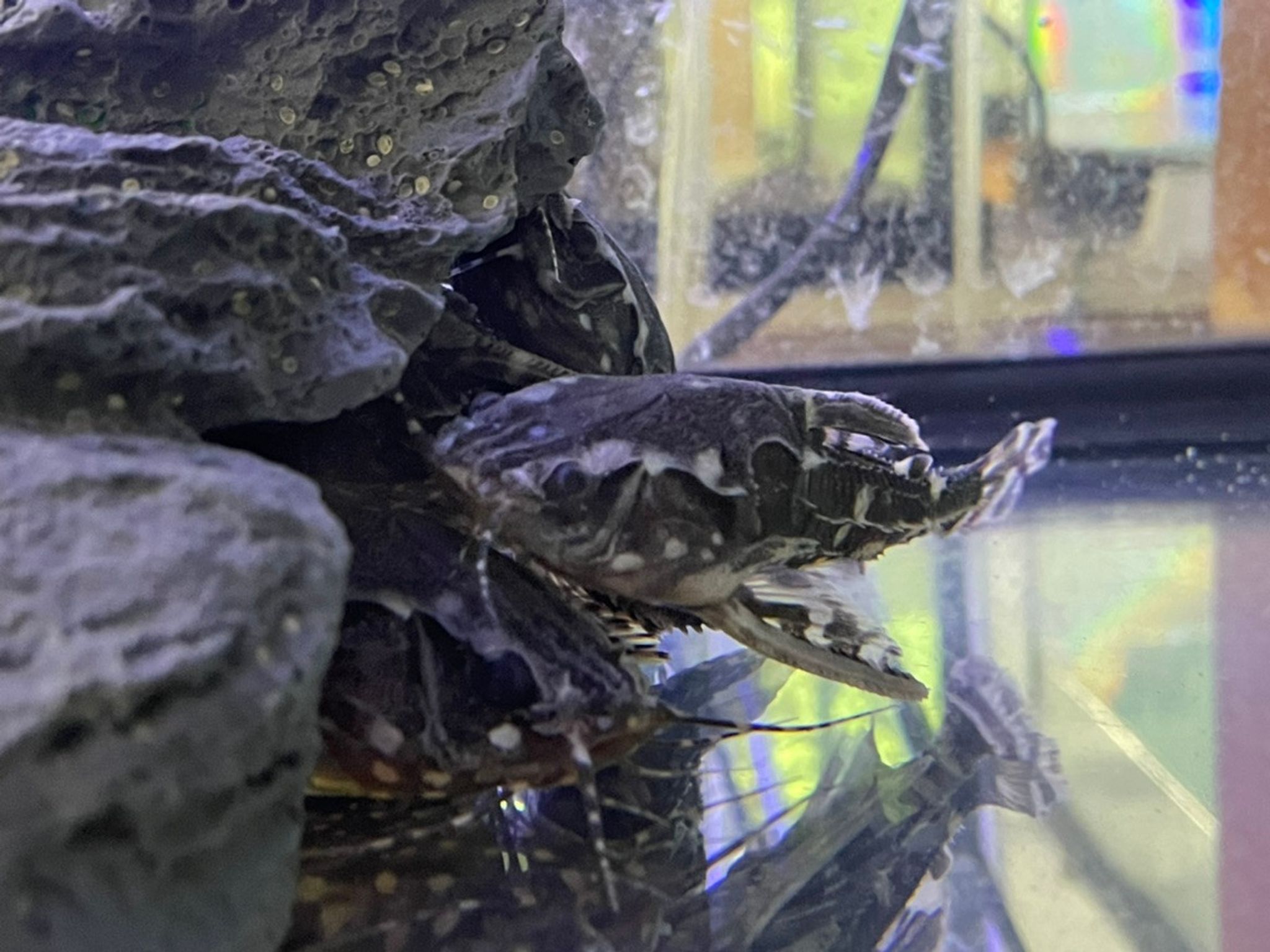 Spotted Raphael Catfish