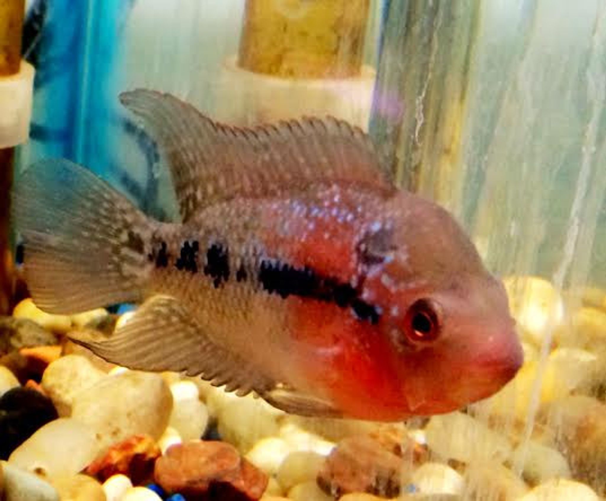 SRD Flowerhorn Fry