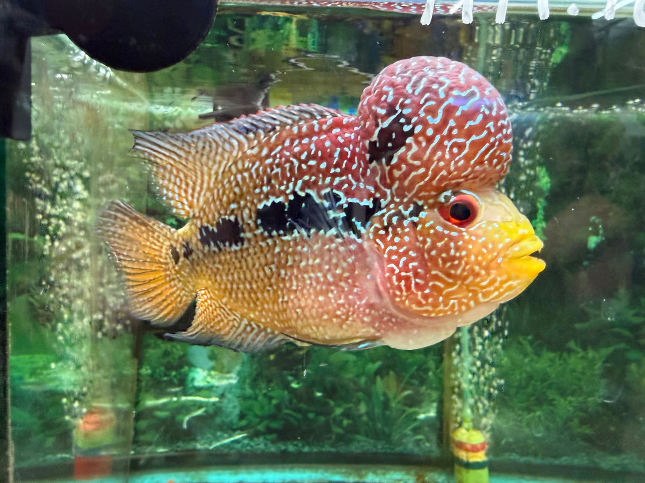 SRD ZZ Flowerhorn, AA12
