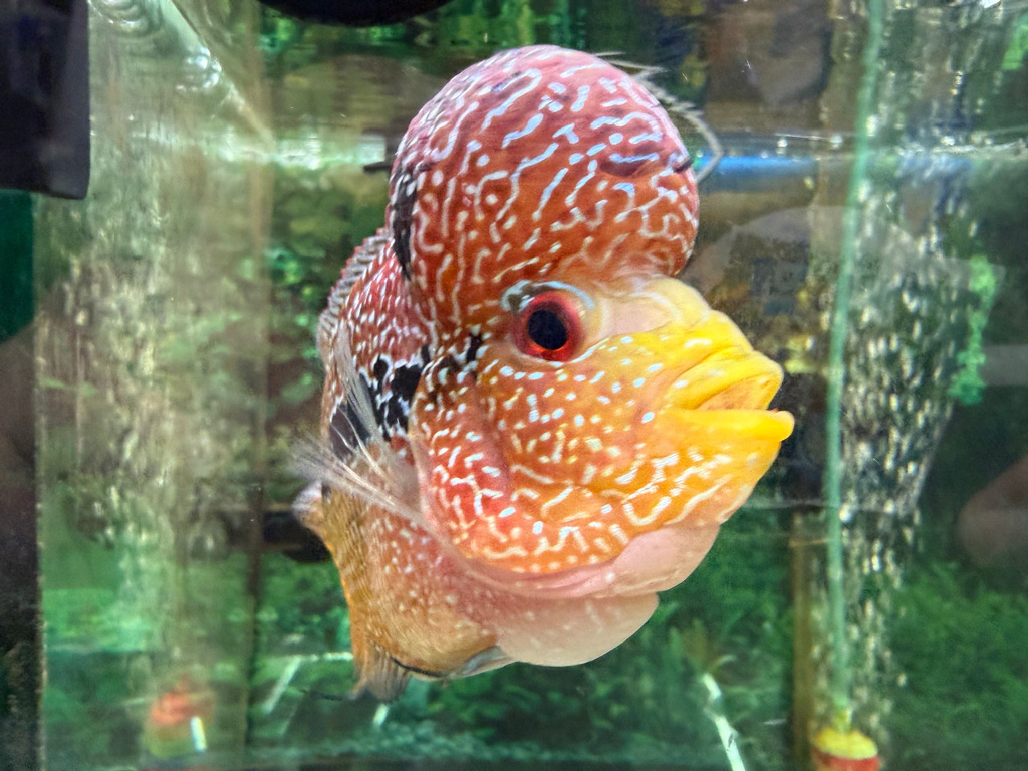 SRD ZZ Flowerhorn, AA12