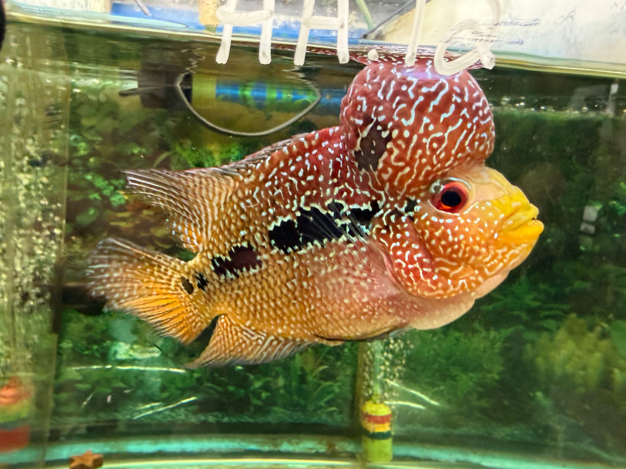 SRD ZZ Flowerhorn, AA12