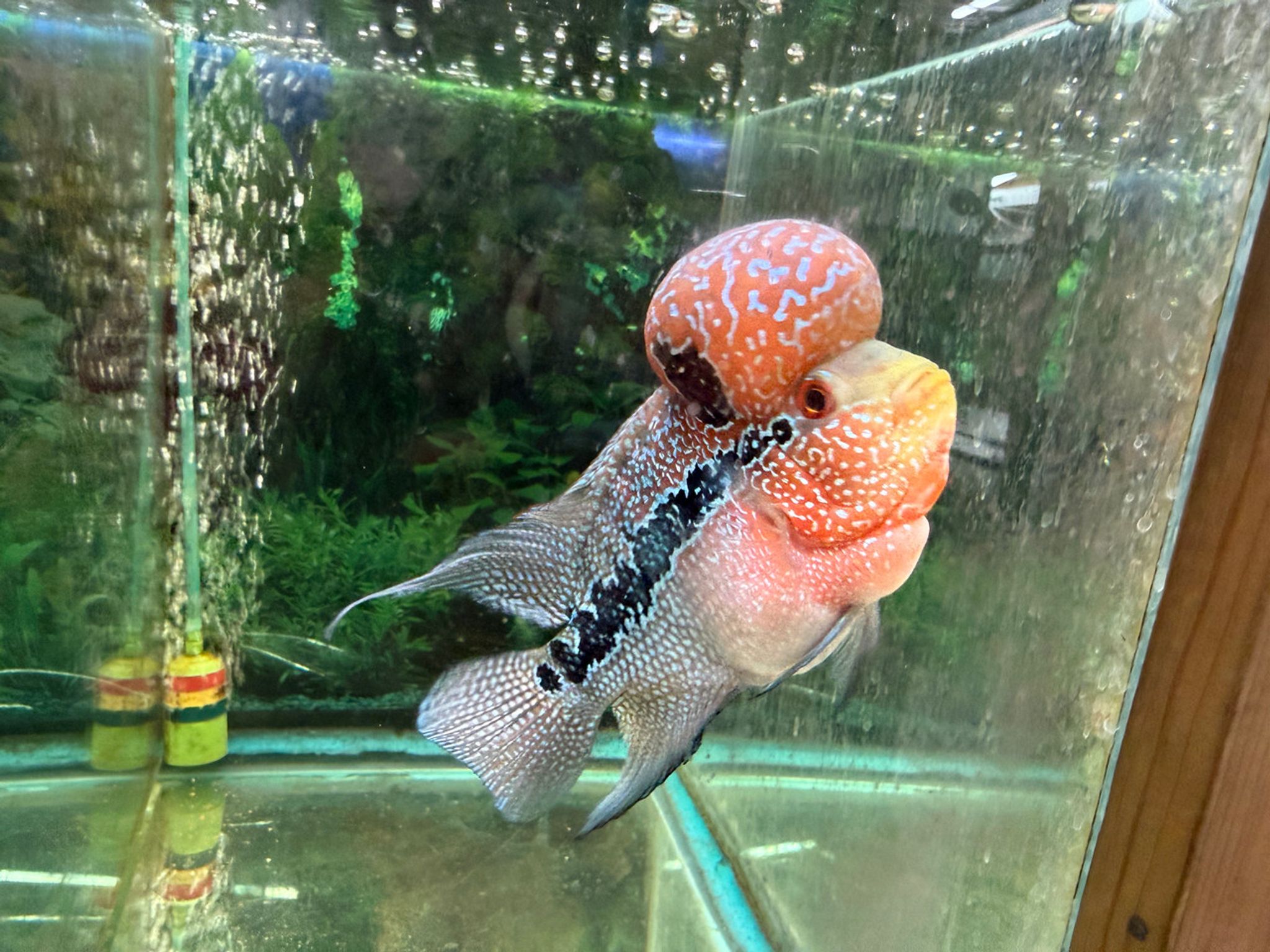 SRD ZZ Flowerhorn, AA14