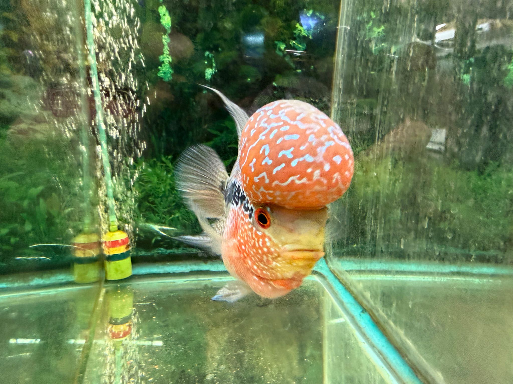 SRD ZZ Flowerhorn, AA13