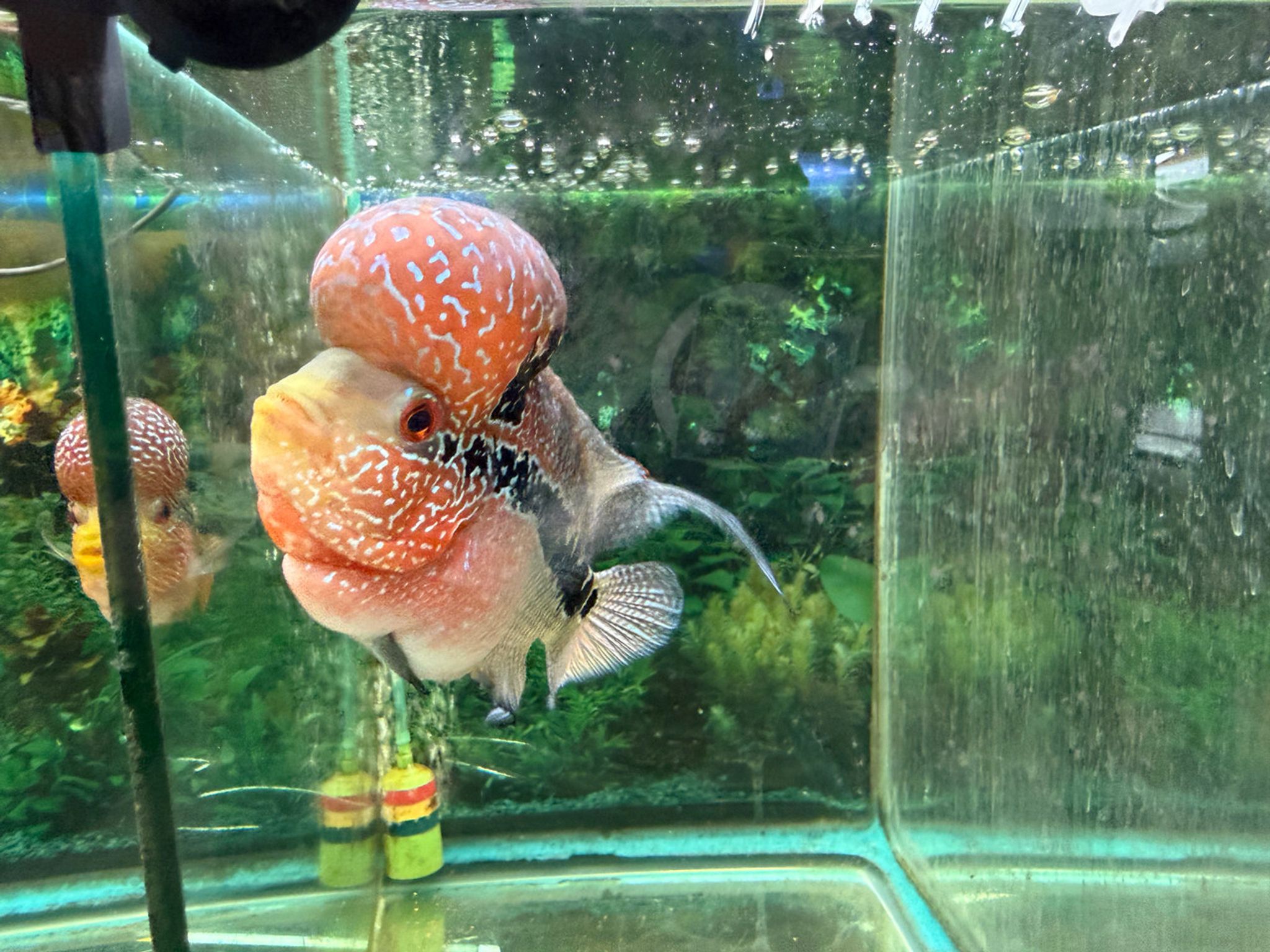 SRD ZZ Flowerhorn, AA13