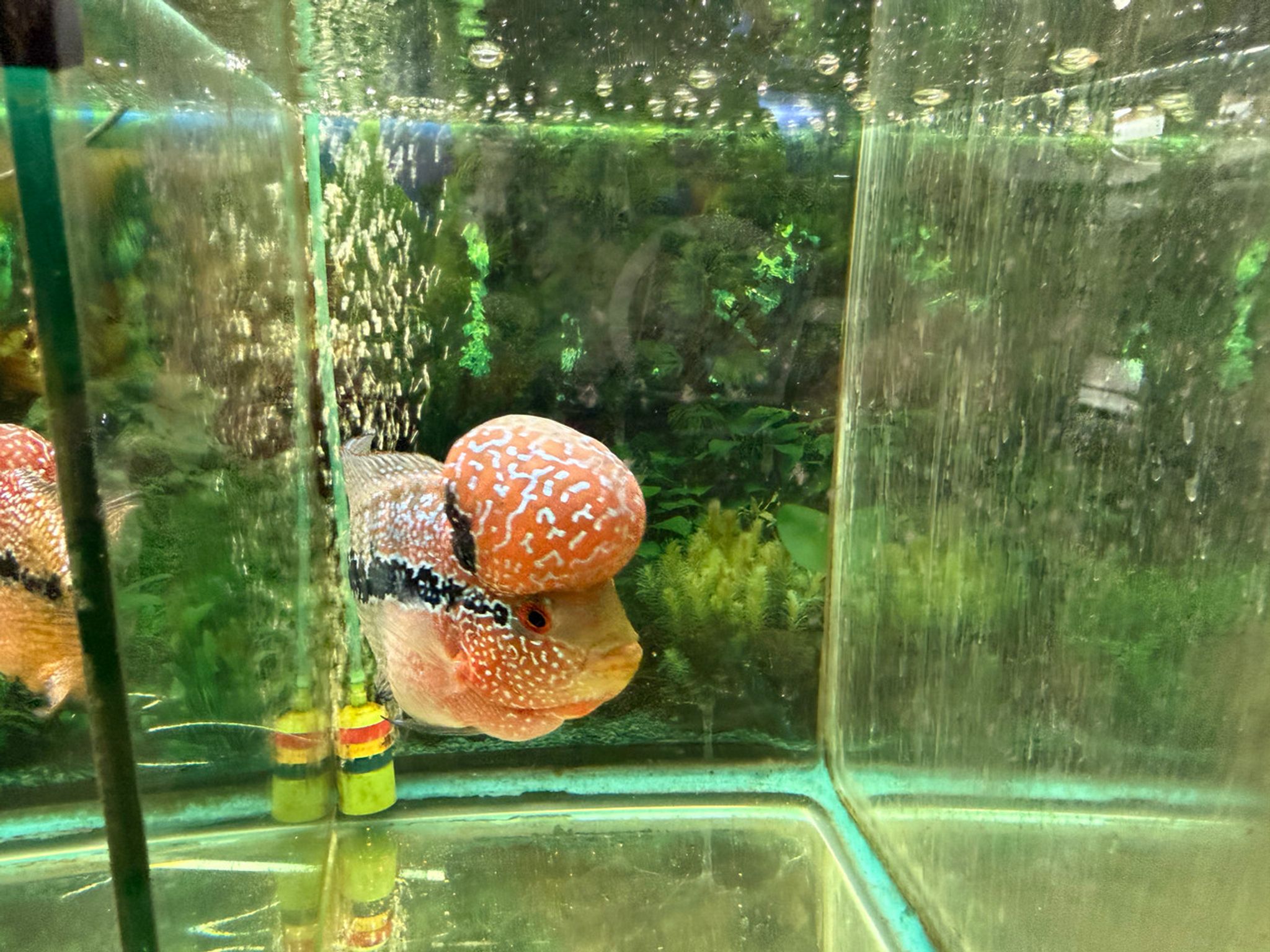 SRD ZZ Flowerhorn, AA13