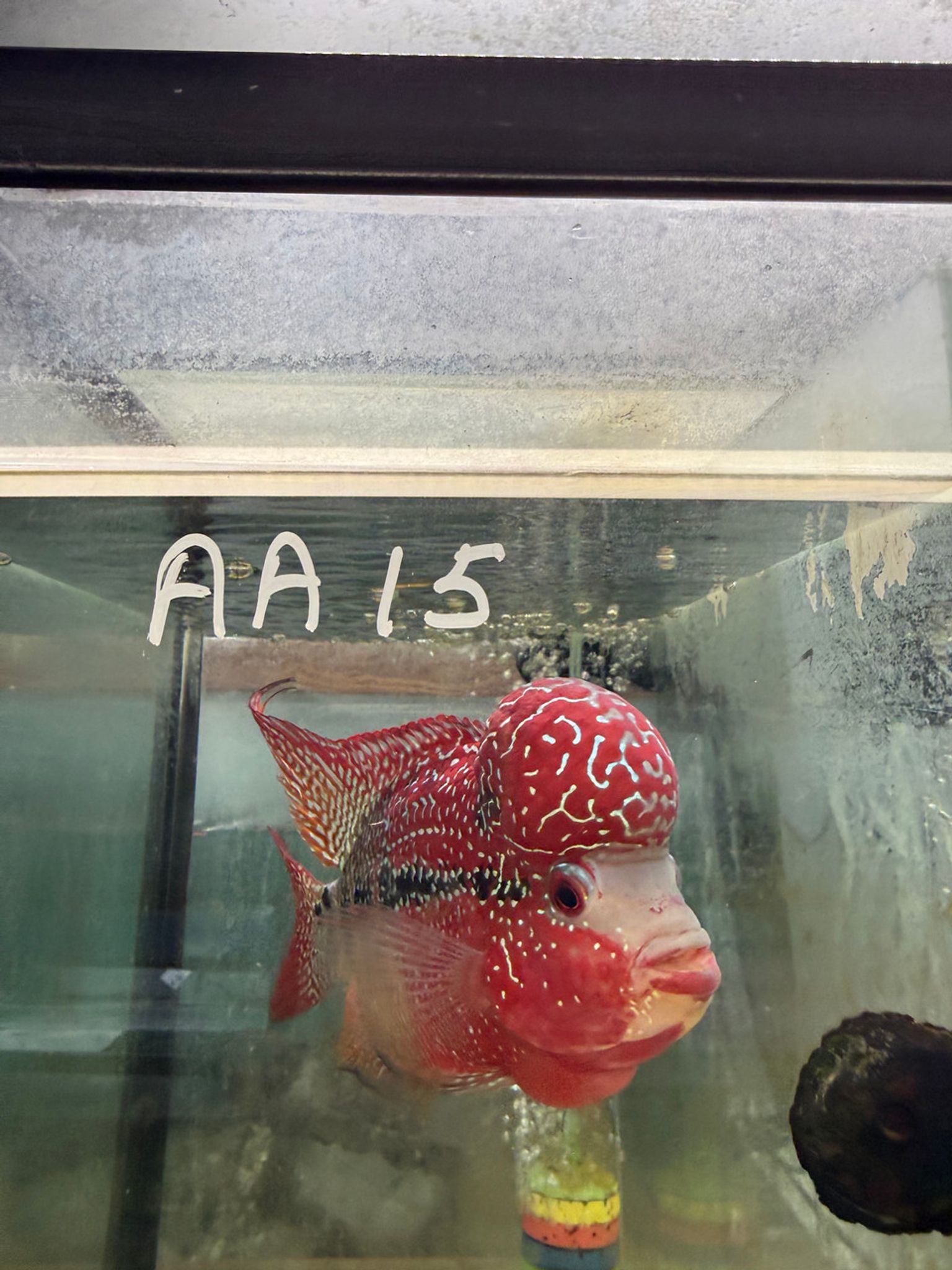 SRD ZZ Flowerhorn - AA15
