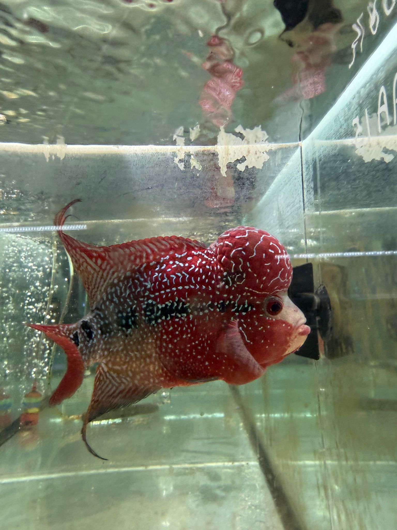 SRD ZZ Flowerhorn - AA15