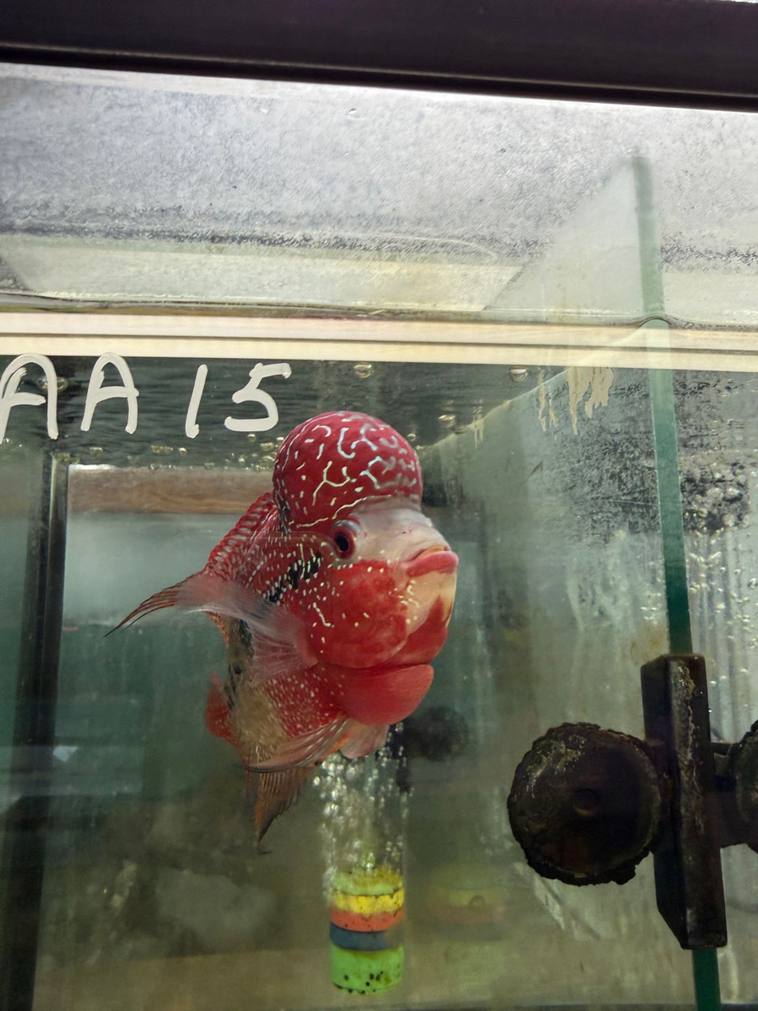 SRD ZZ Flowerhorn - AA15