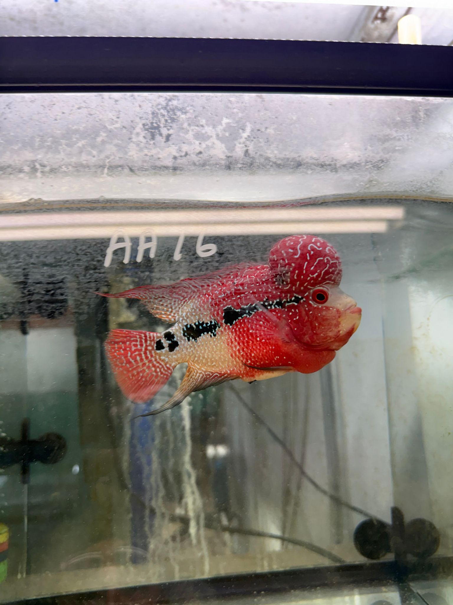 SRD ZZ Flowerhorn - AA16
