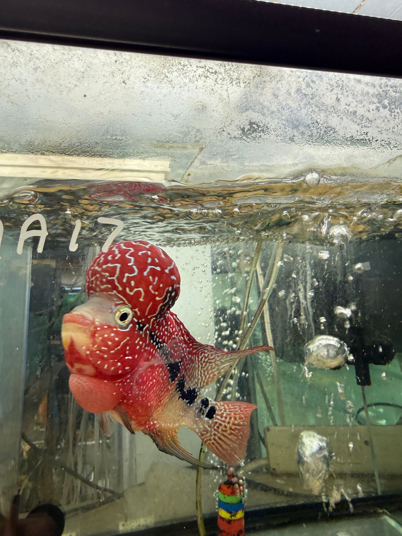 SRD ZZ Flowerhorn - AA17