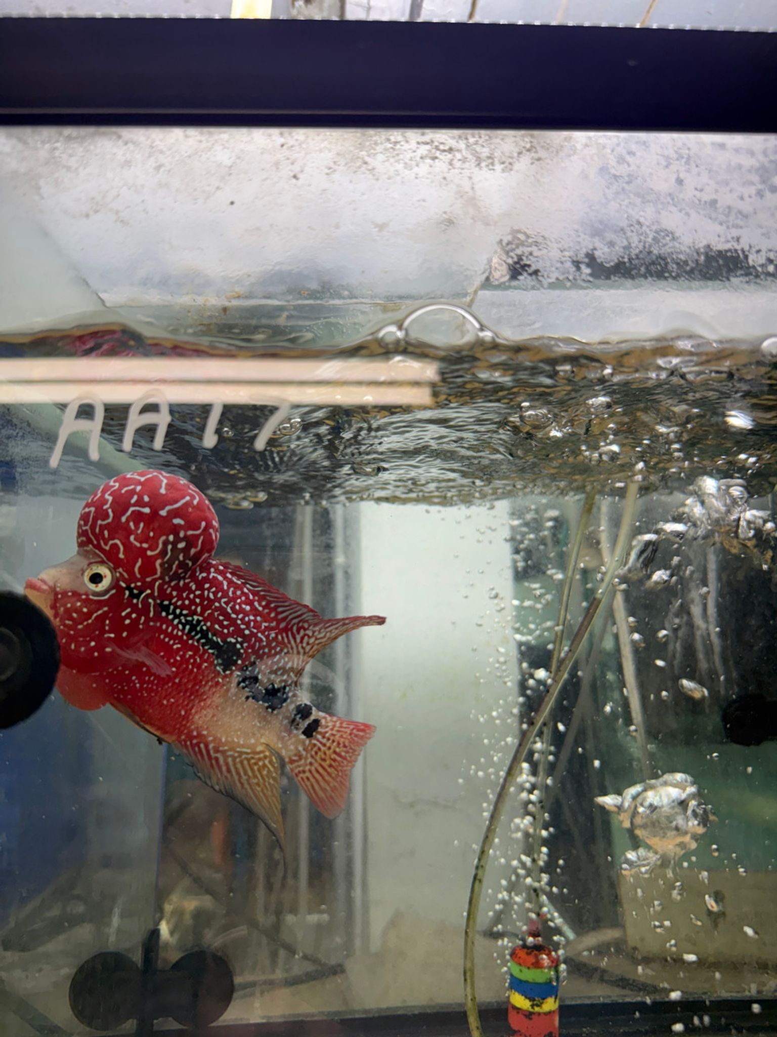 SRD ZZ Flowerhorn - AA17