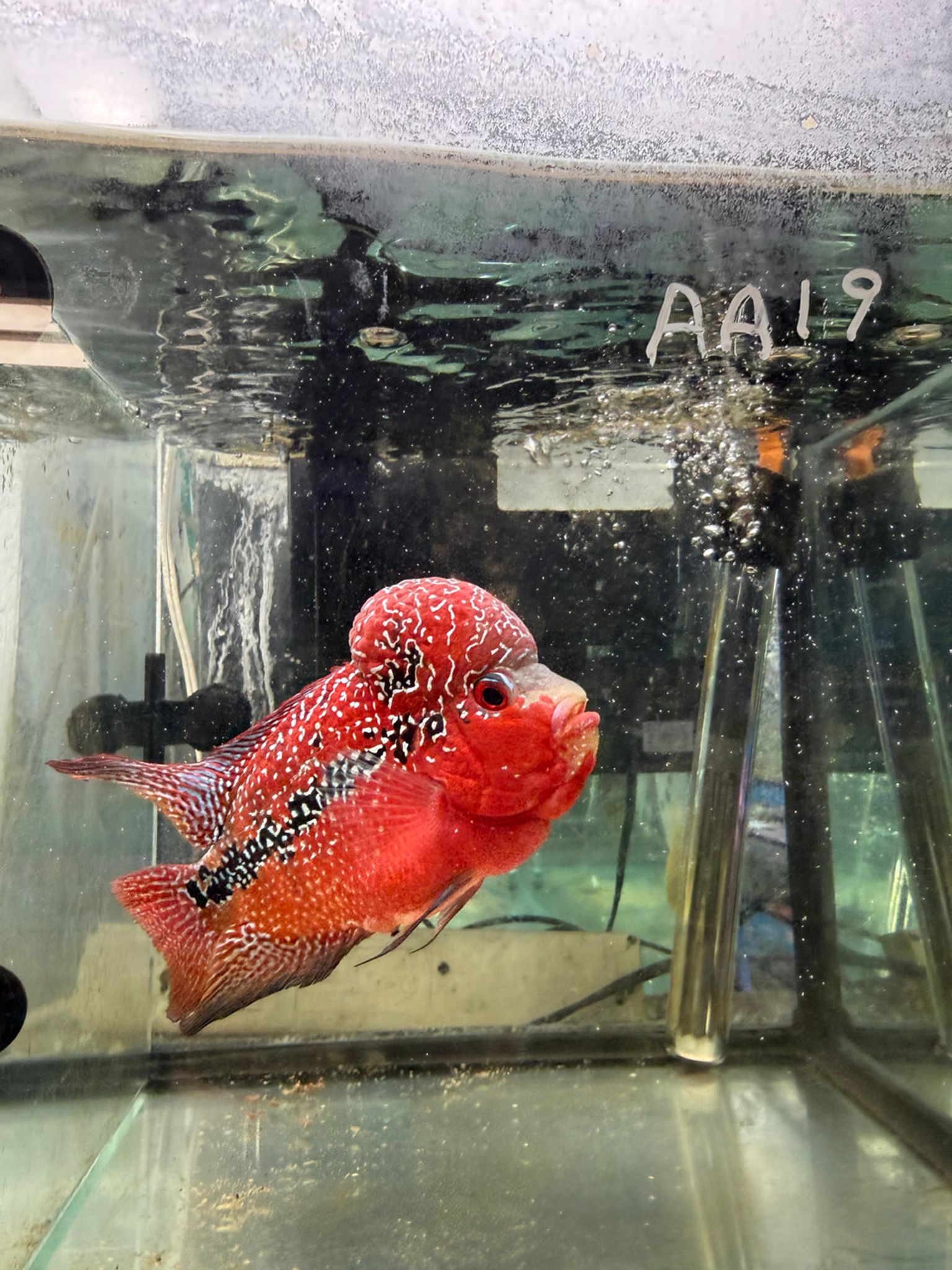 SRD ZZ Flowerhorn - AA19