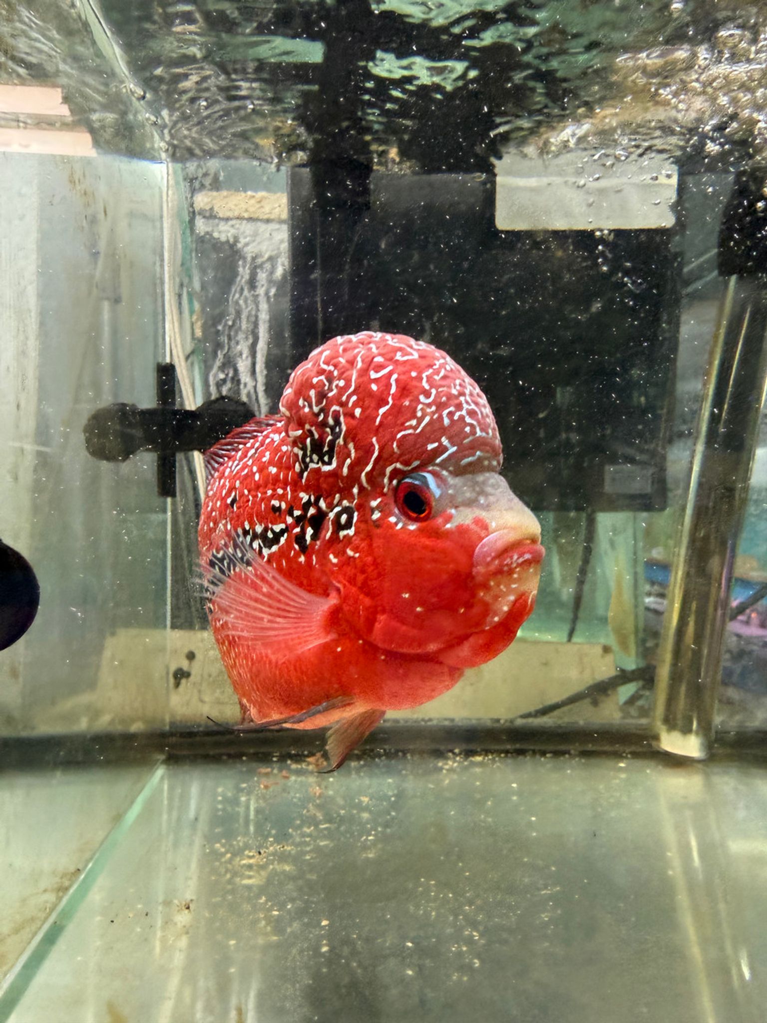 SRD ZZ Flowerhorn - AA19