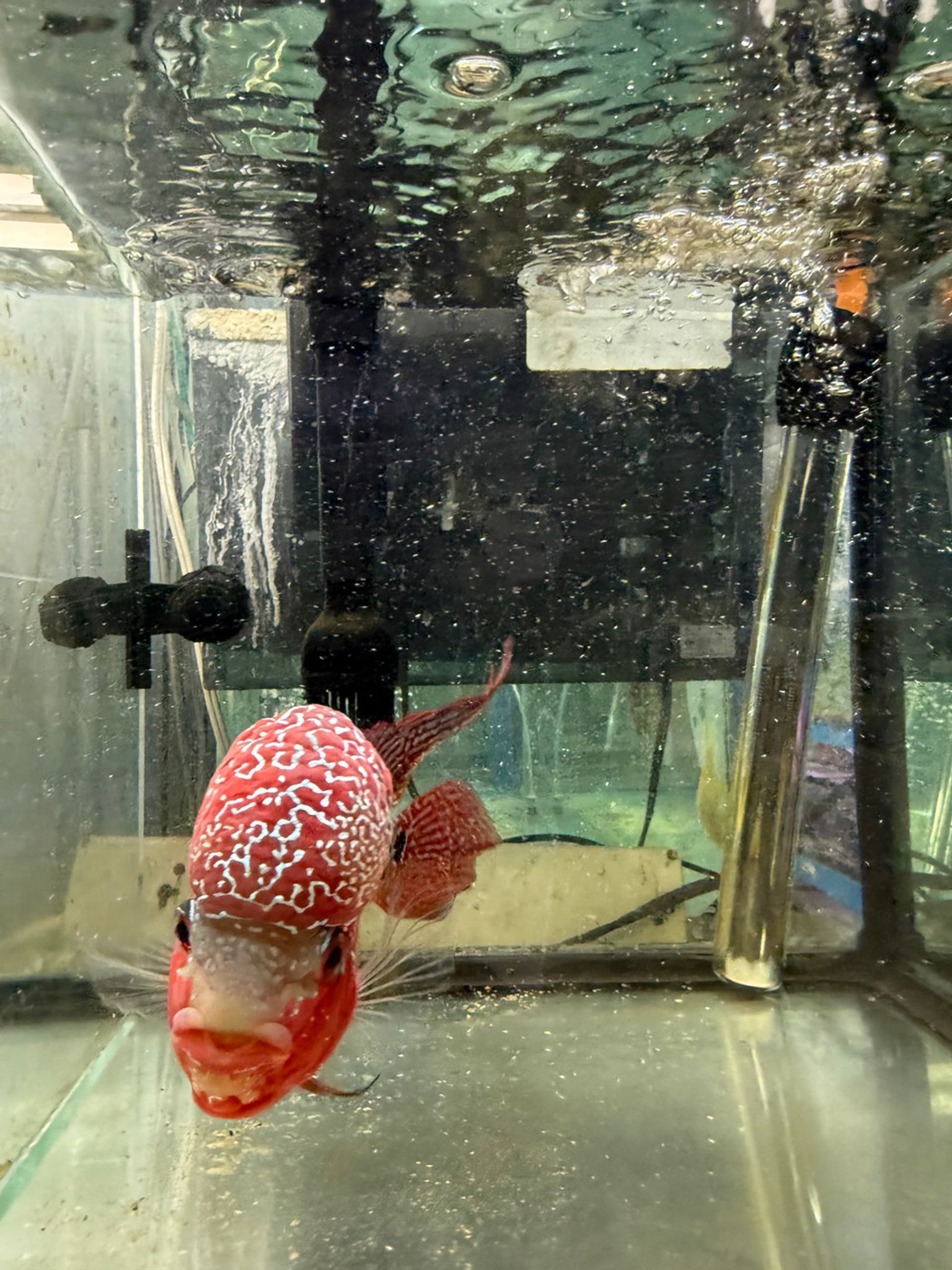SRD ZZ Flowerhorn - AA19