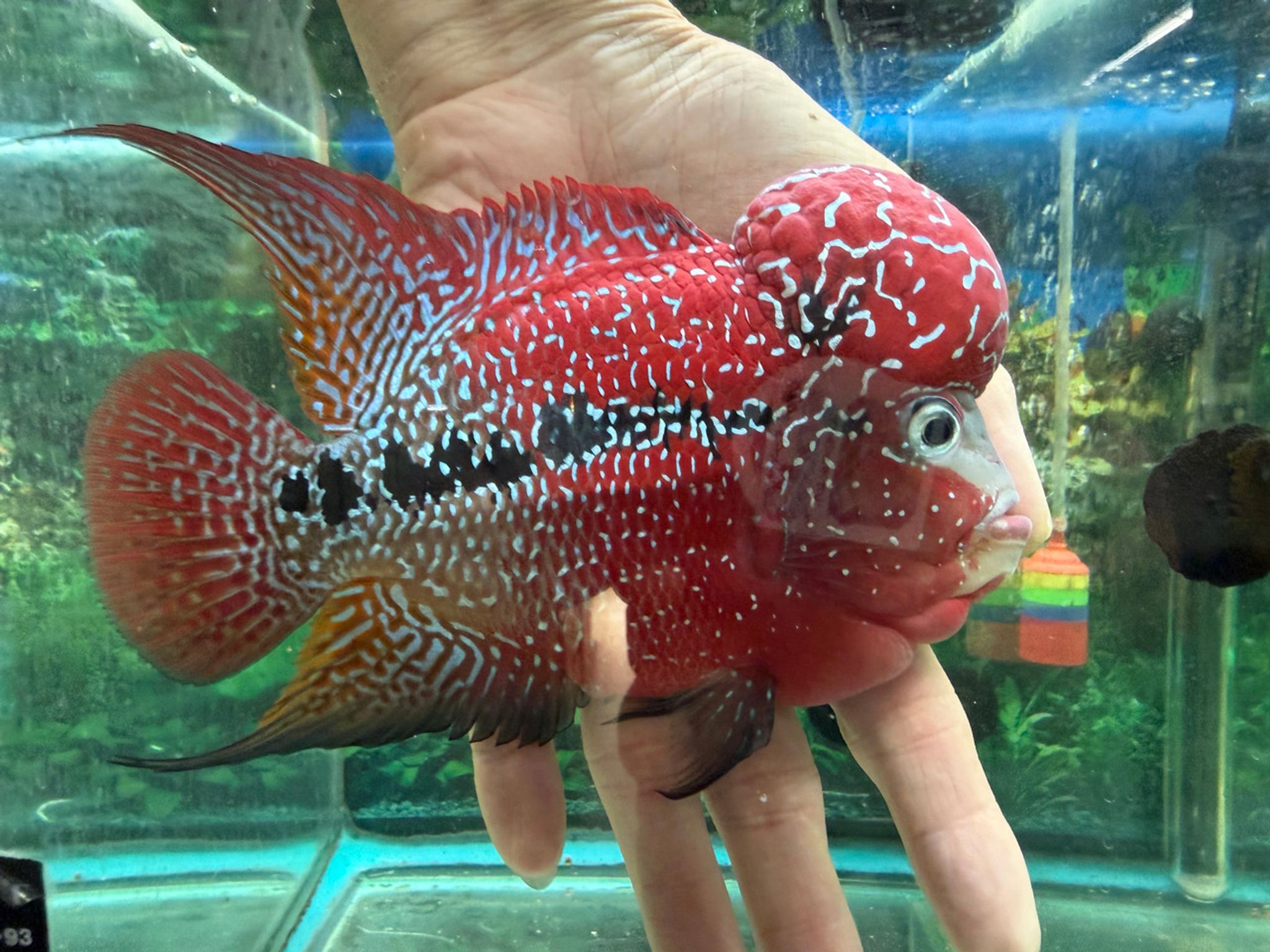 SRD ZZ Flowerhorn AA220