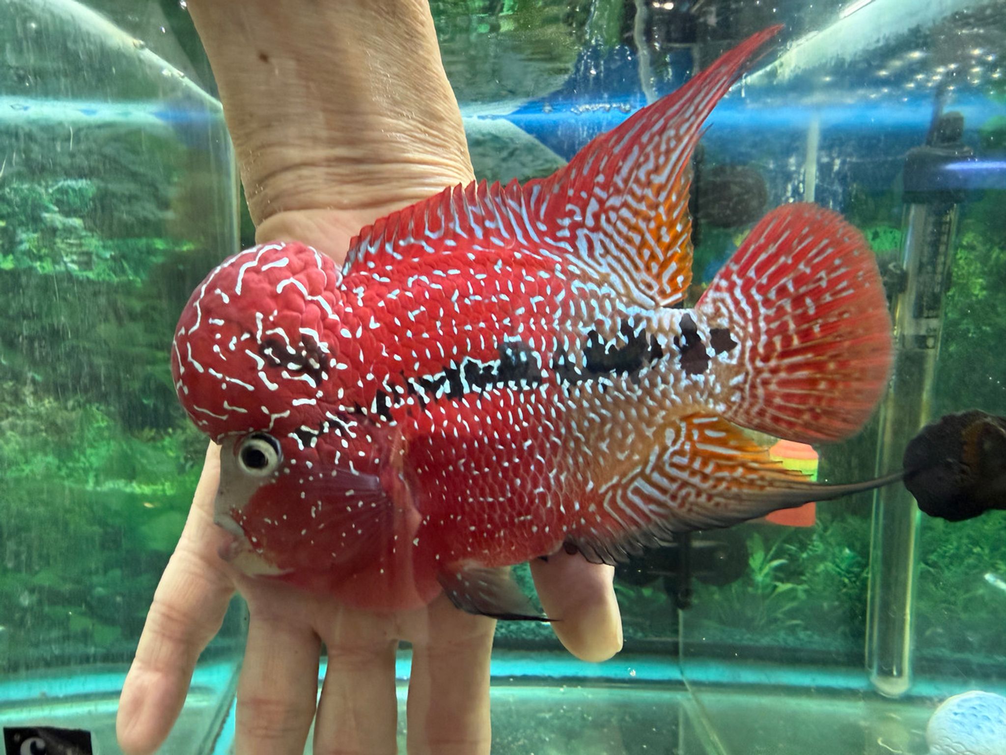 SRD ZZ Flowerhorn AA220
