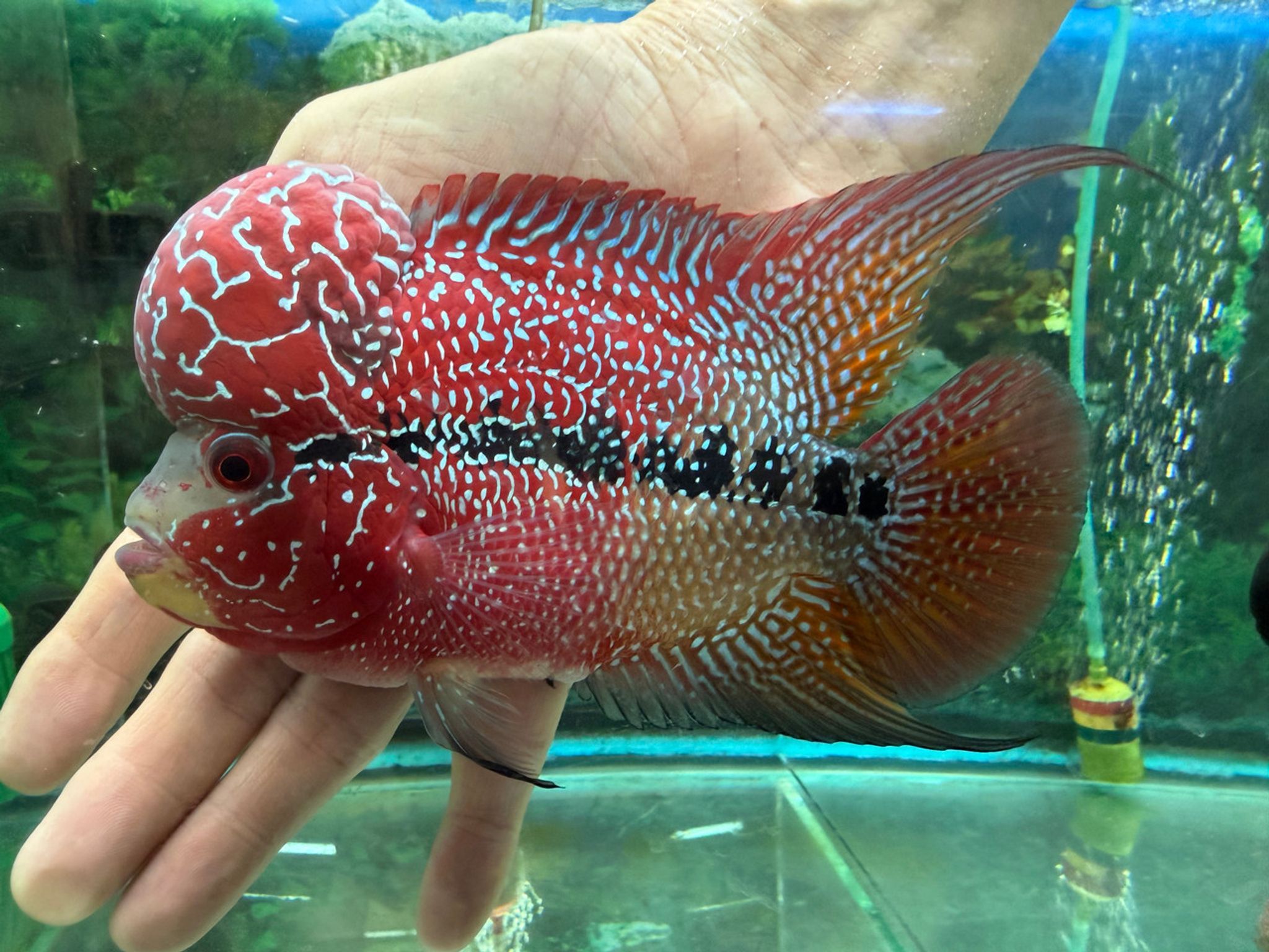 SRD ZZ Flowerhorn — 5" (AA22)