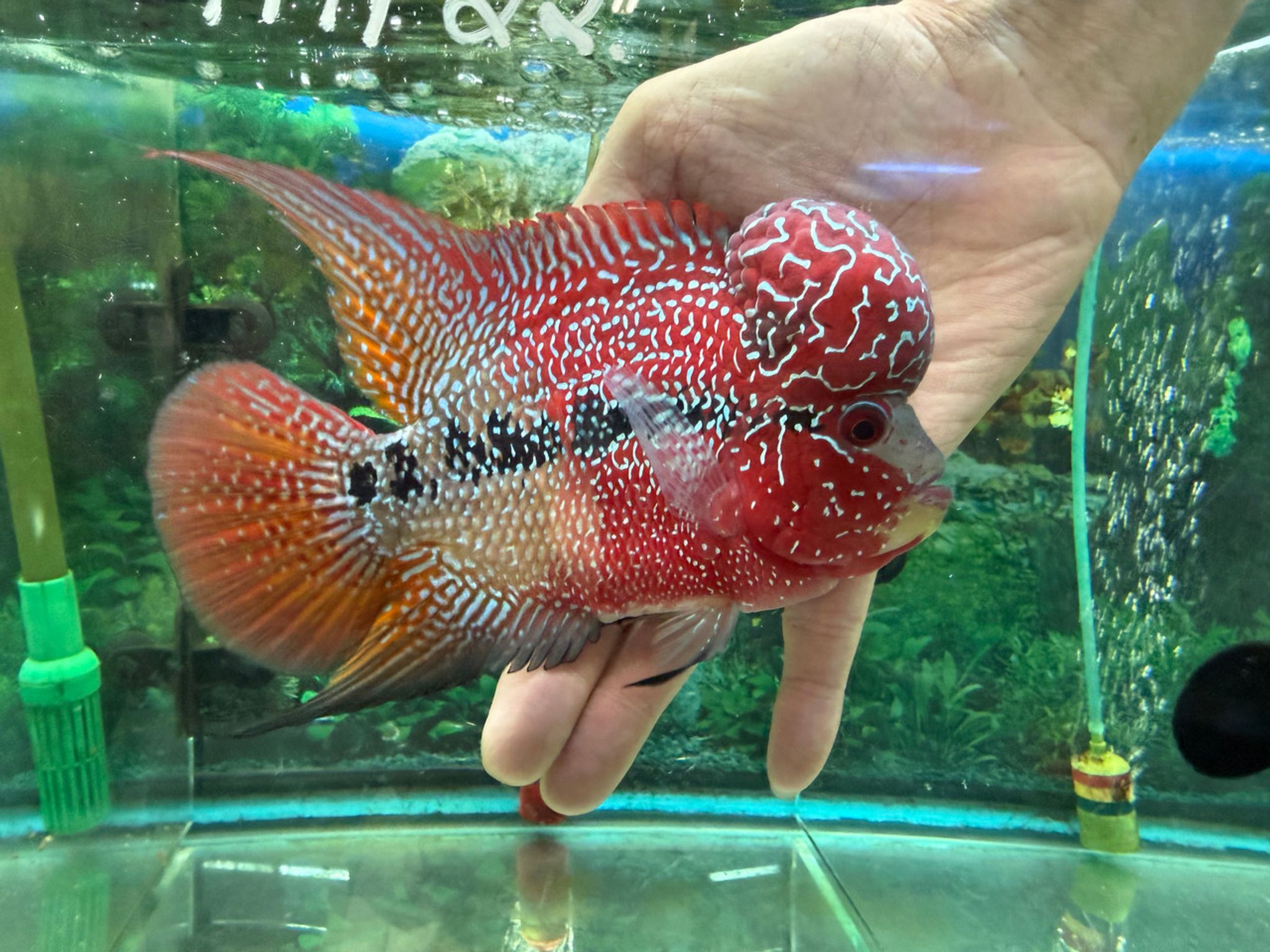 SRD ZZ Flowerhorn — 5" (AA22)
