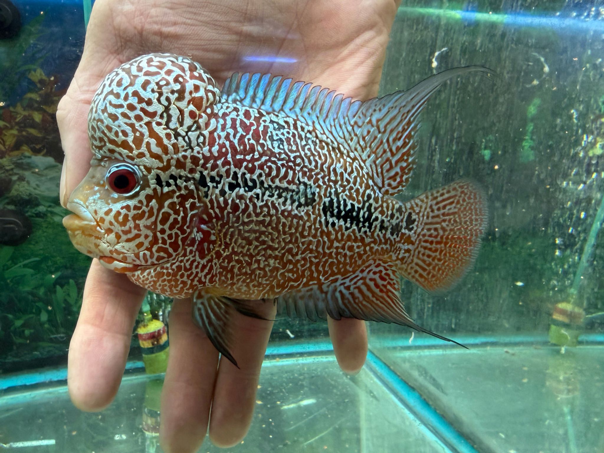 SRD Kamfa Flowerhorn AA23