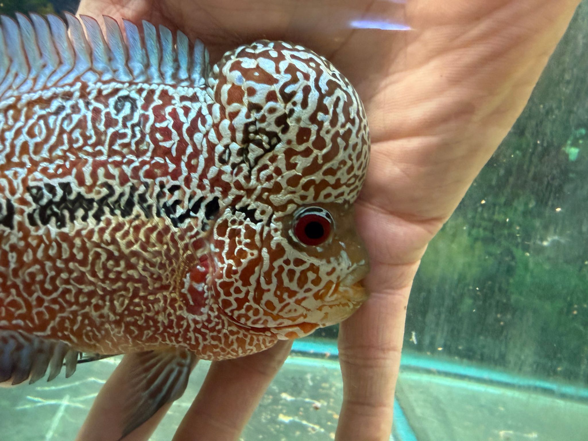 SRD Kamfa Flowerhorn AA23