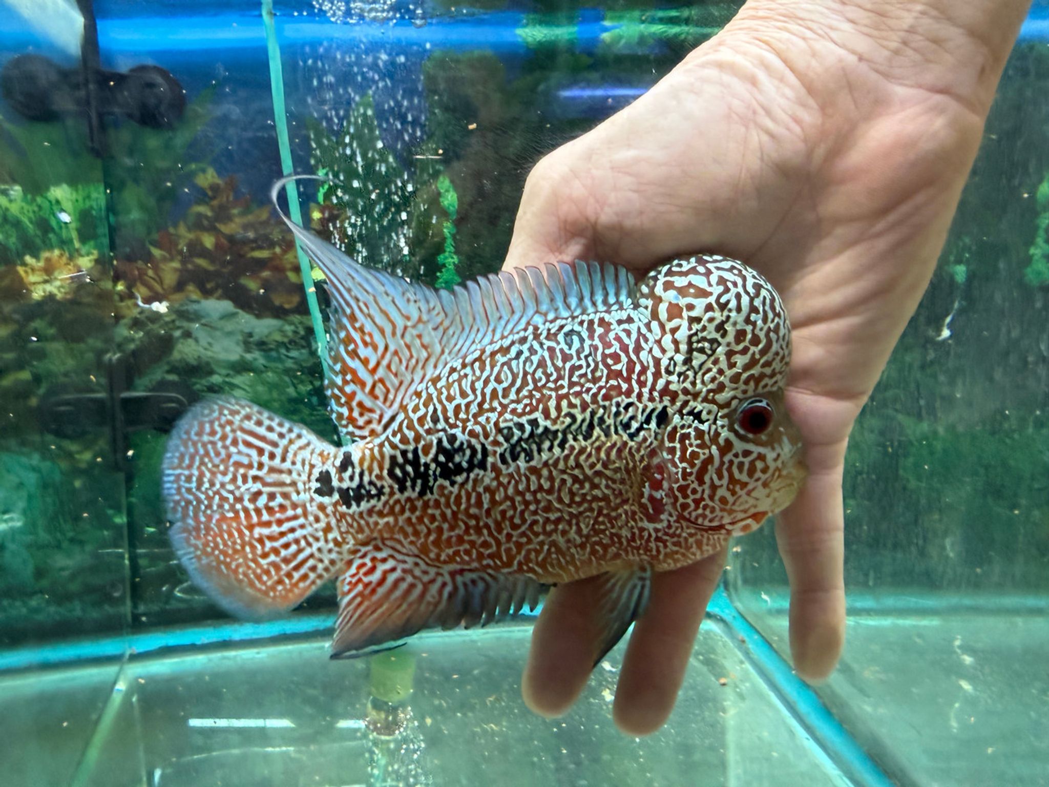 SRD ZZ Flowerhorn AA23