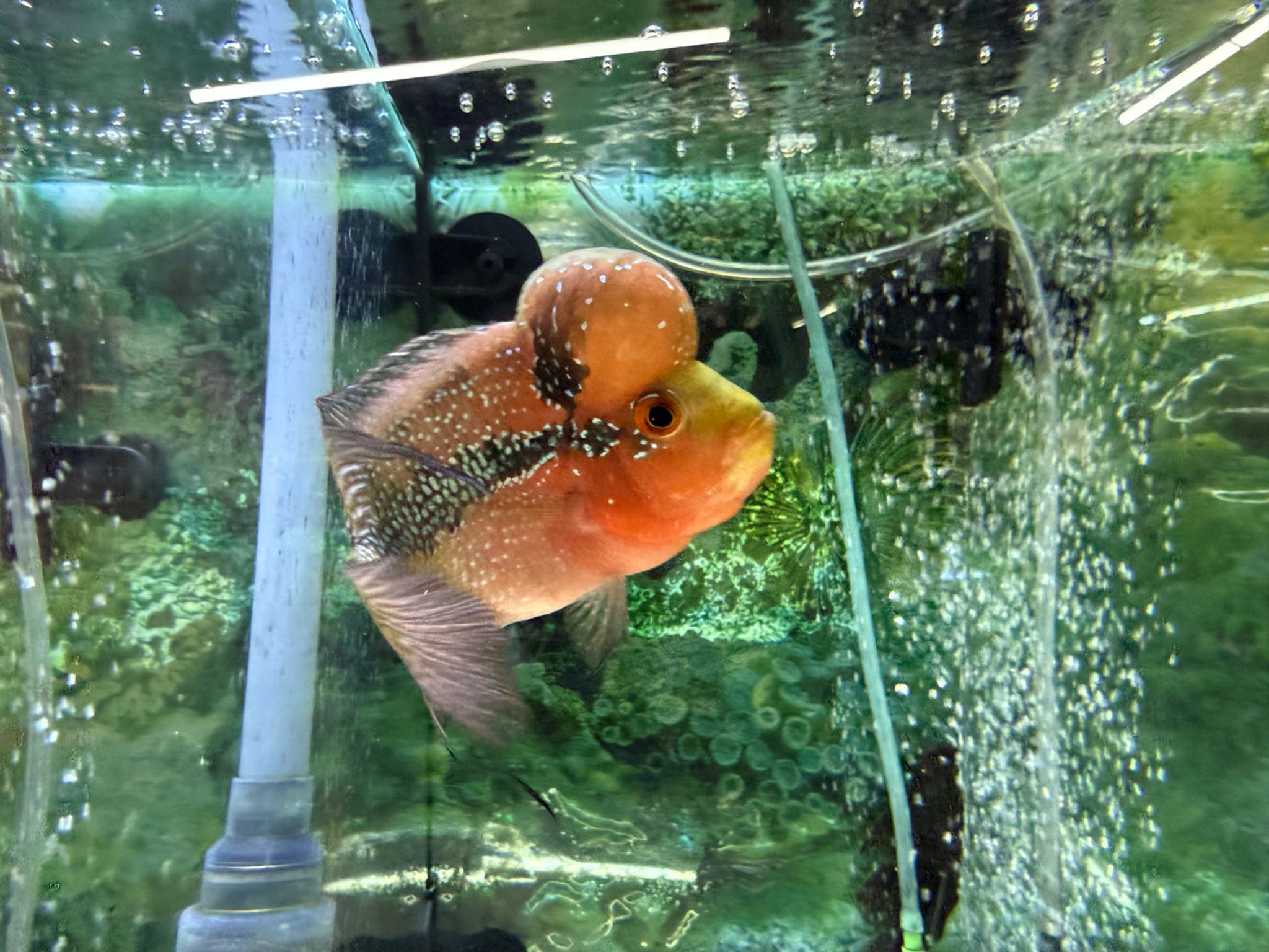 SRD ZZ Flowerhorn - TT2