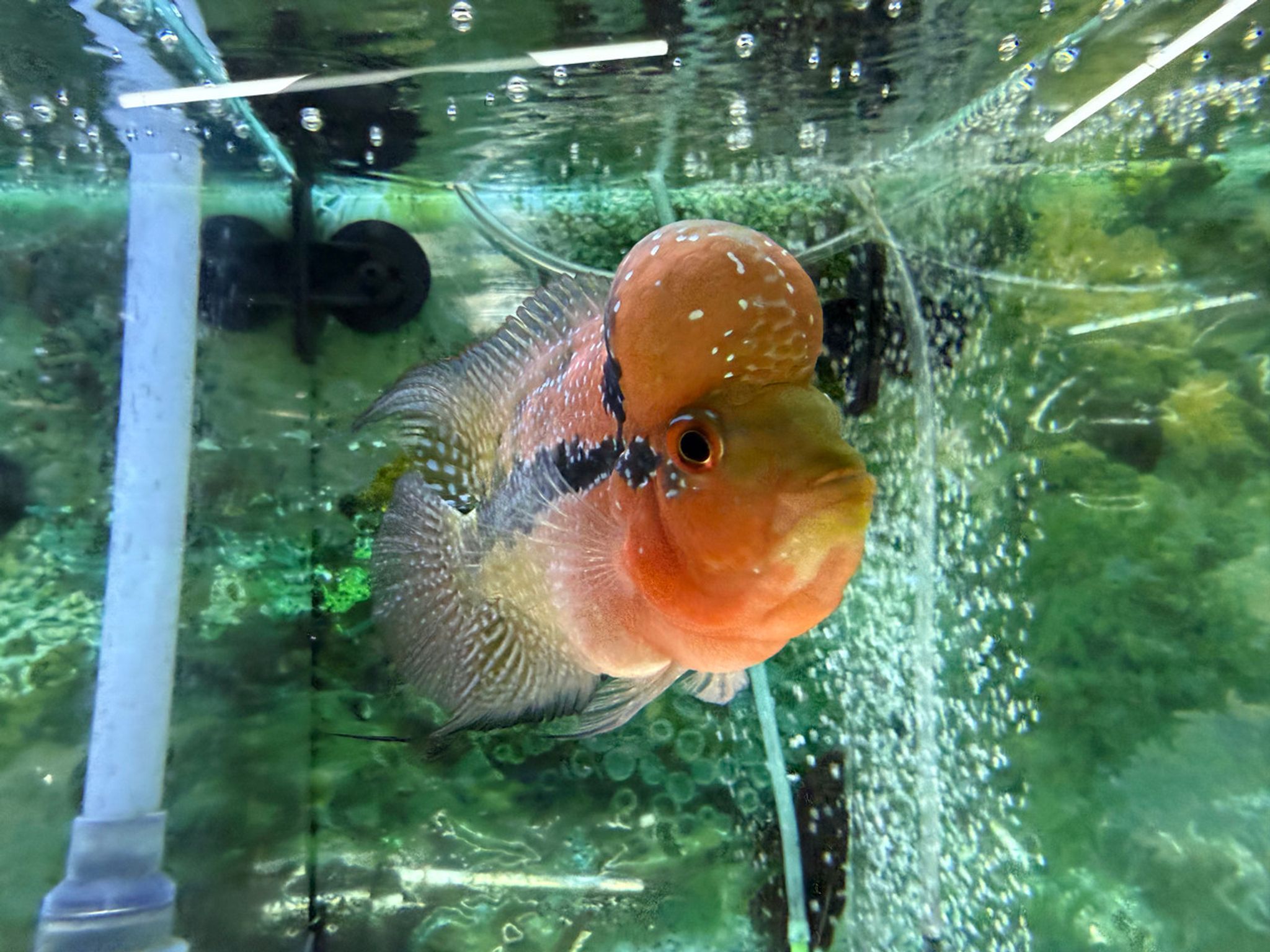 SRD ZZ Flowerhorn — 4-5" (TT2)