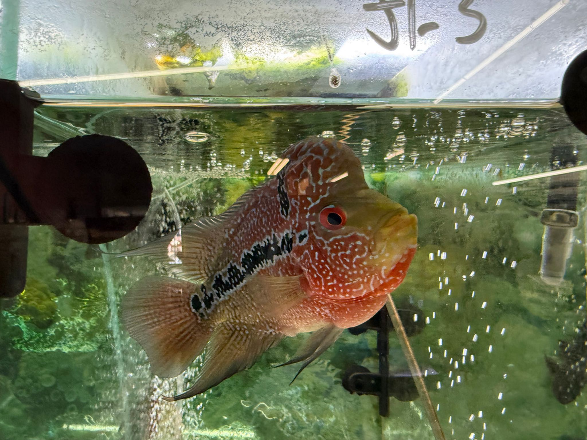 SRD ZZ Flowerhorn — 4-5" (TT3)