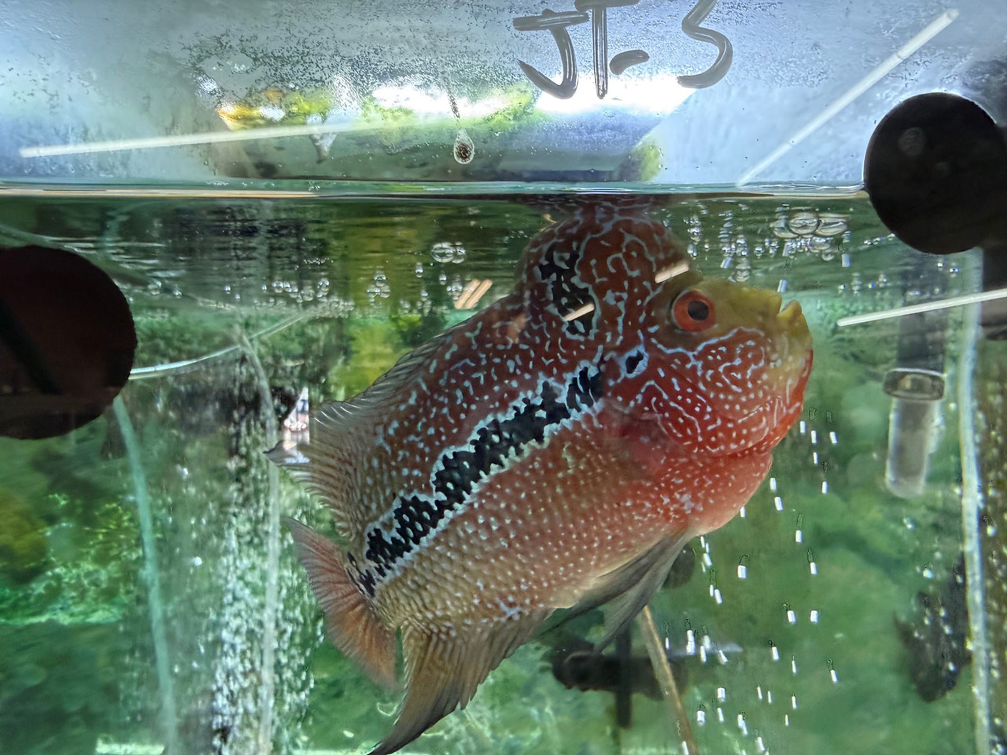 SRD ZZ Flowerhorn — 4-5" (TT3)