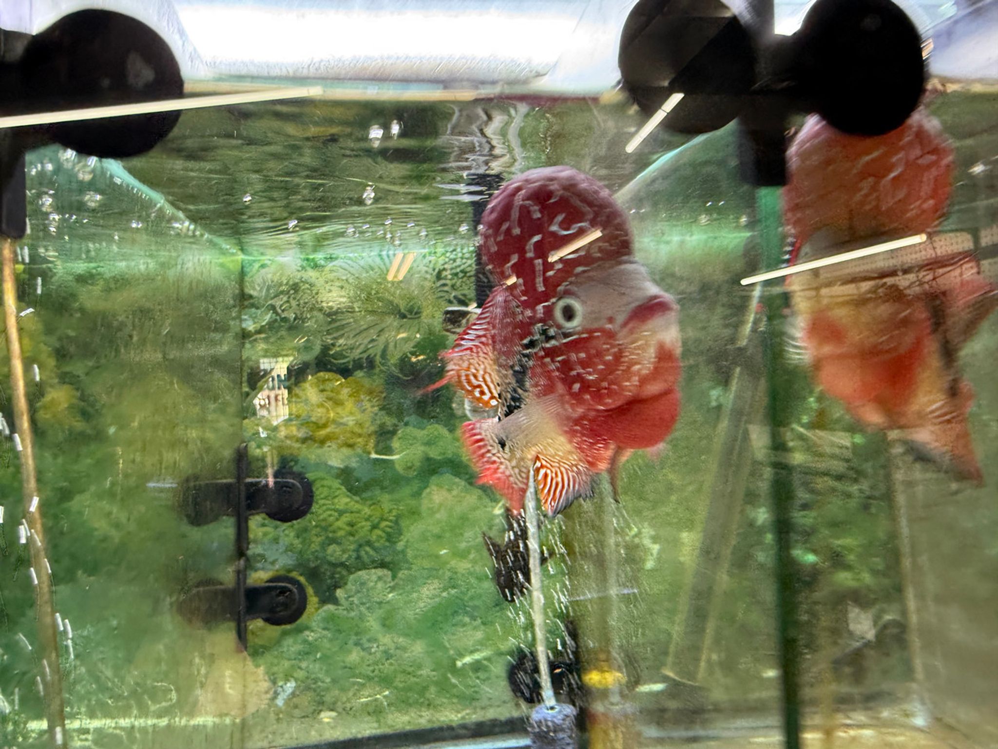 SRD ZZ Flowerhorn - TT4
