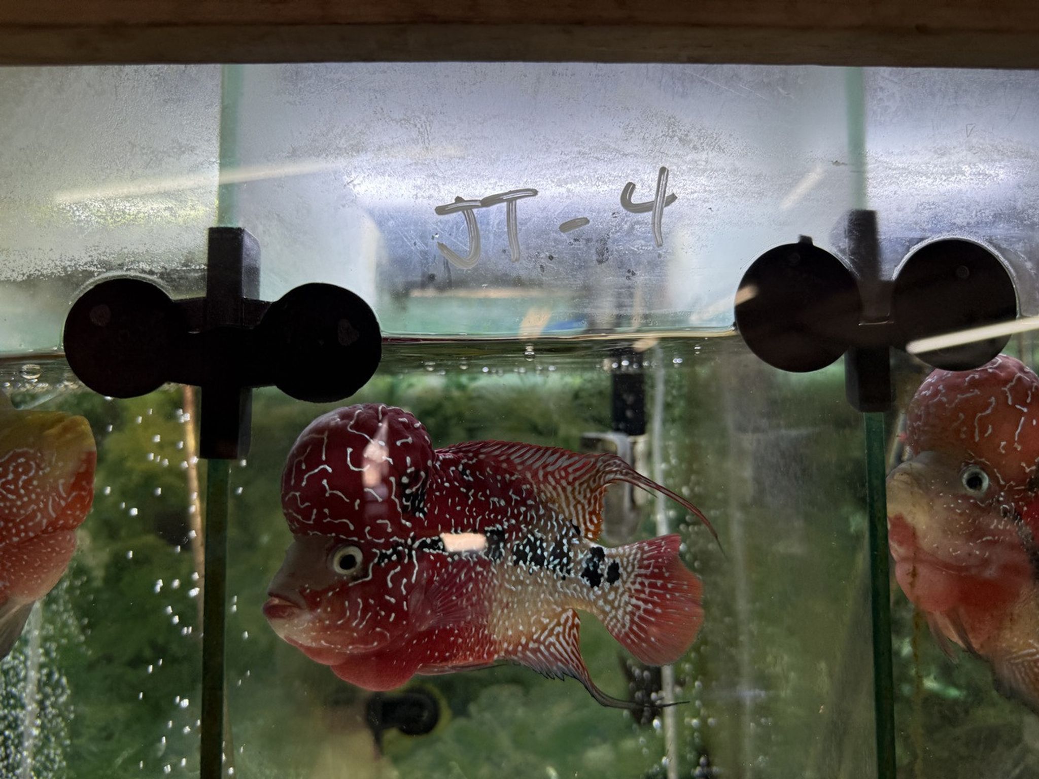 SRD ZZ Flowerhorn — 4-5" (TT4)