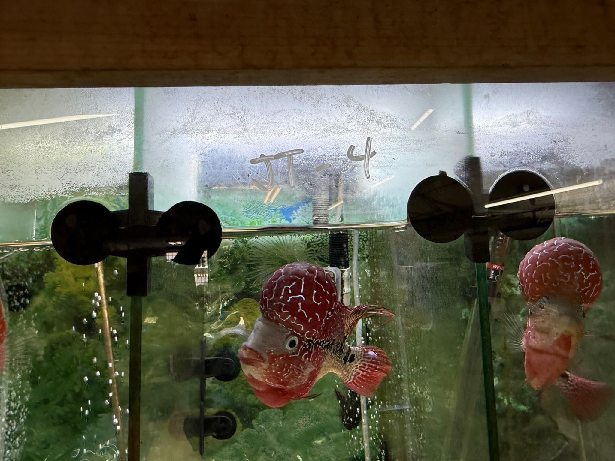 SRD ZZ Flowerhorn — 4-5" (TT4)