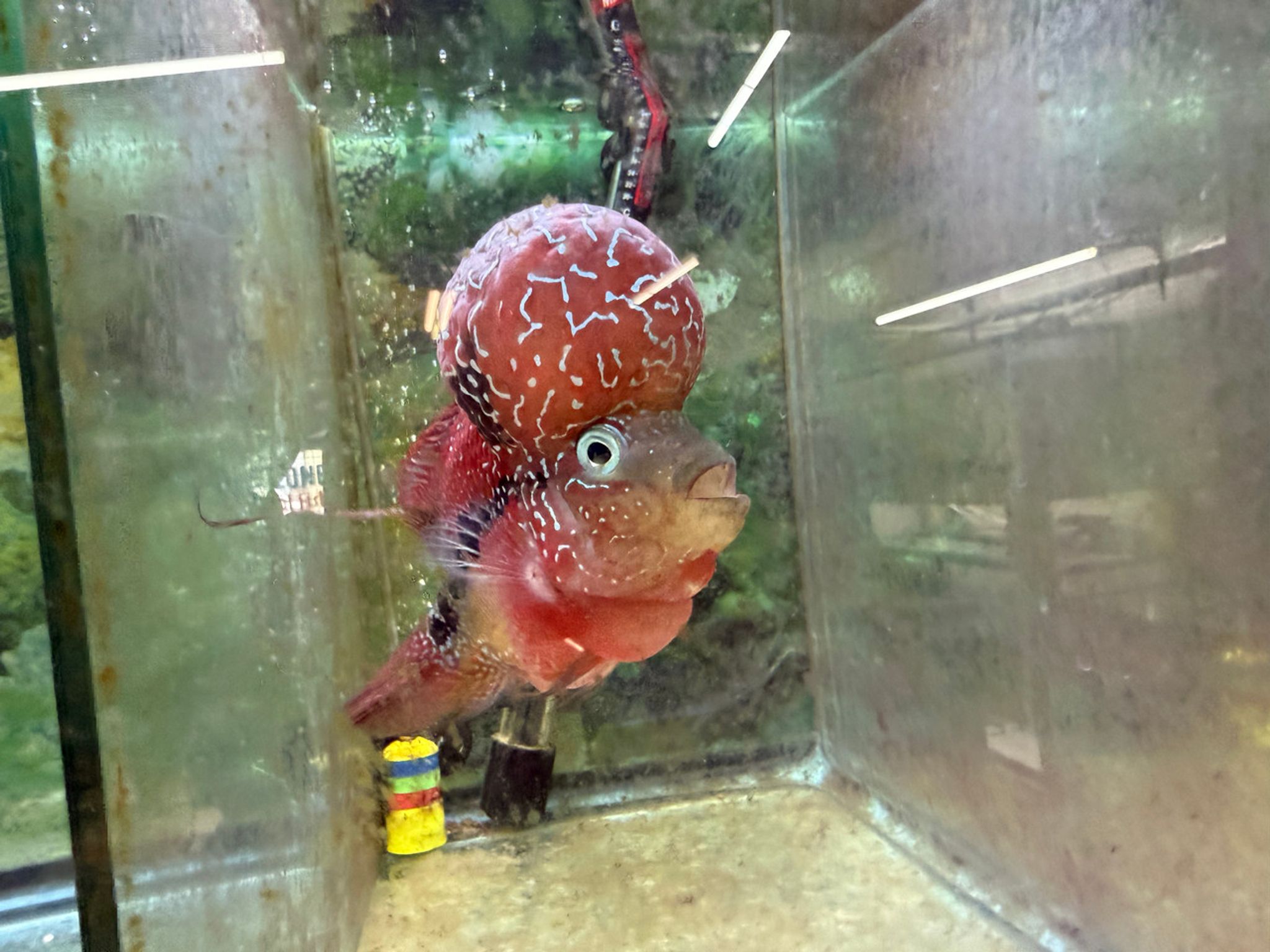 SRD ZZ Flowerhorn — 4-5" (TT4)