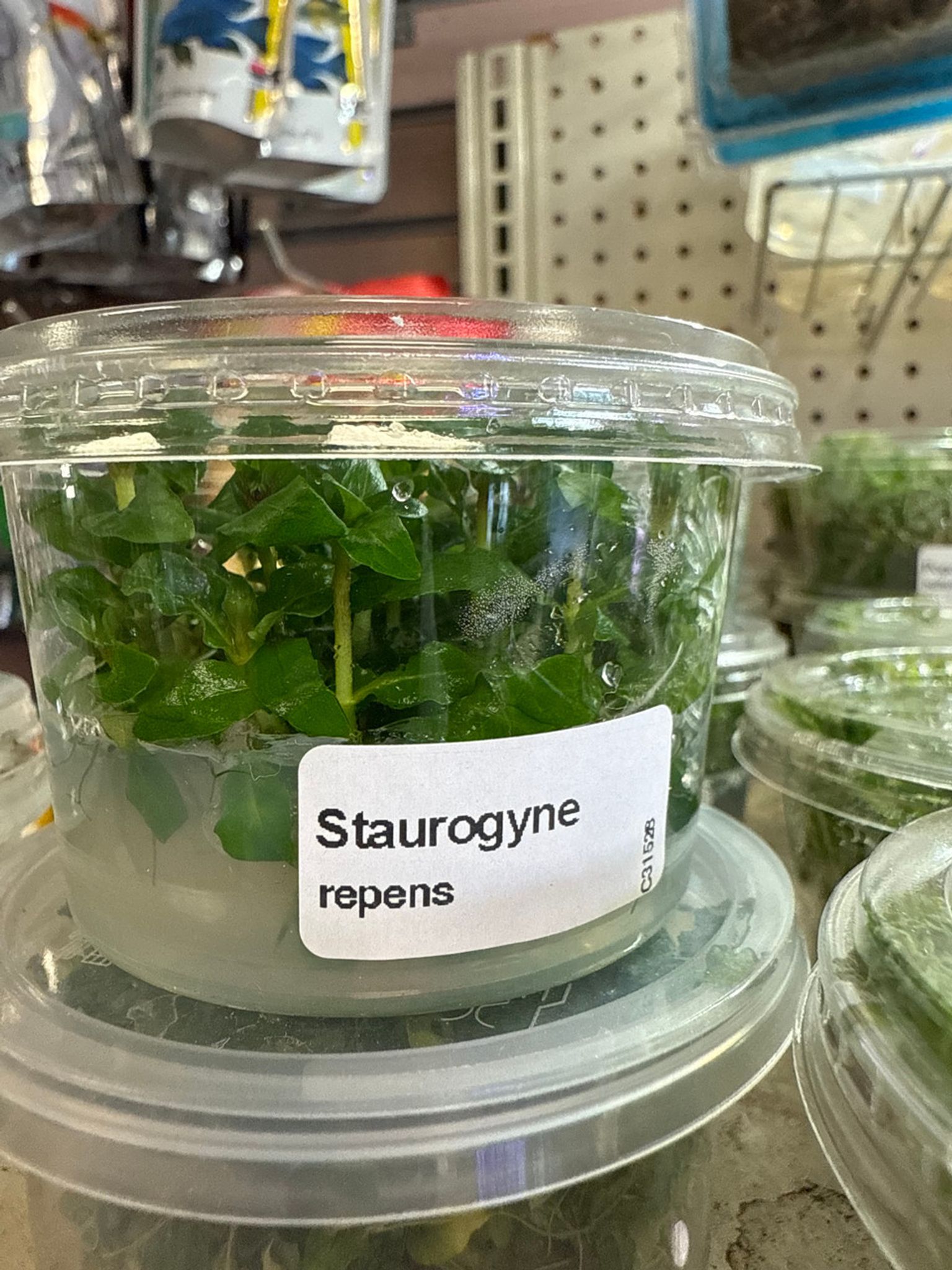 Staurogyne Repens TC