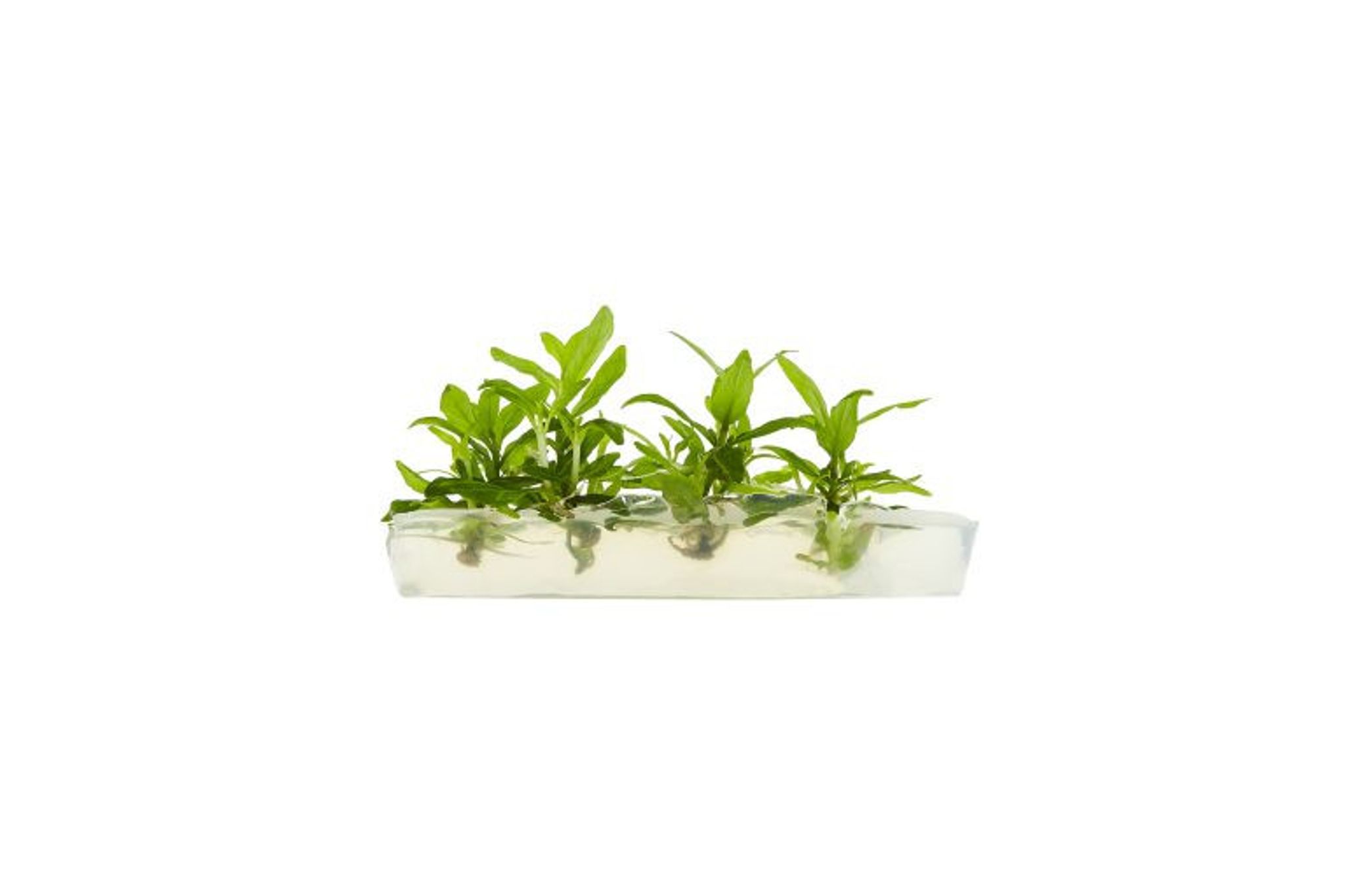 Staurogyne Repens Tissue Culture