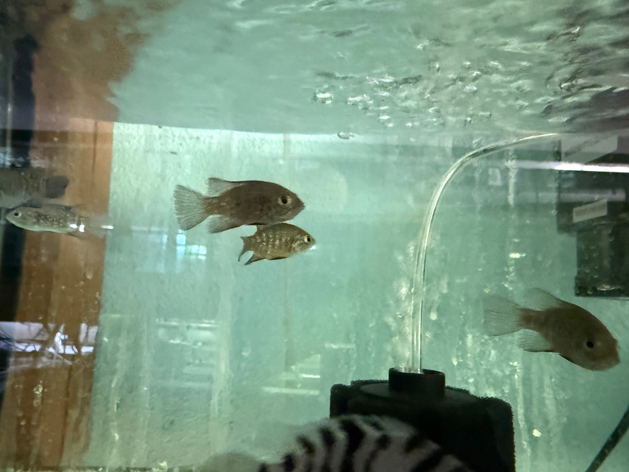 Starry Night Cichlid – Paratilapia polleni