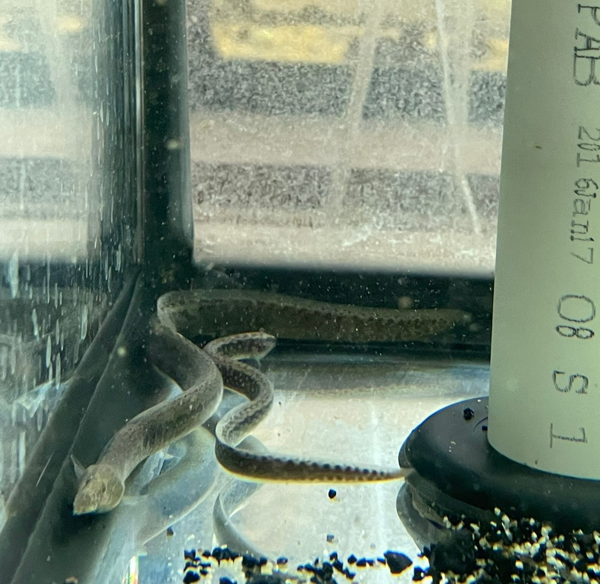 Starry Night Eel (Longtail Spiny Eel)