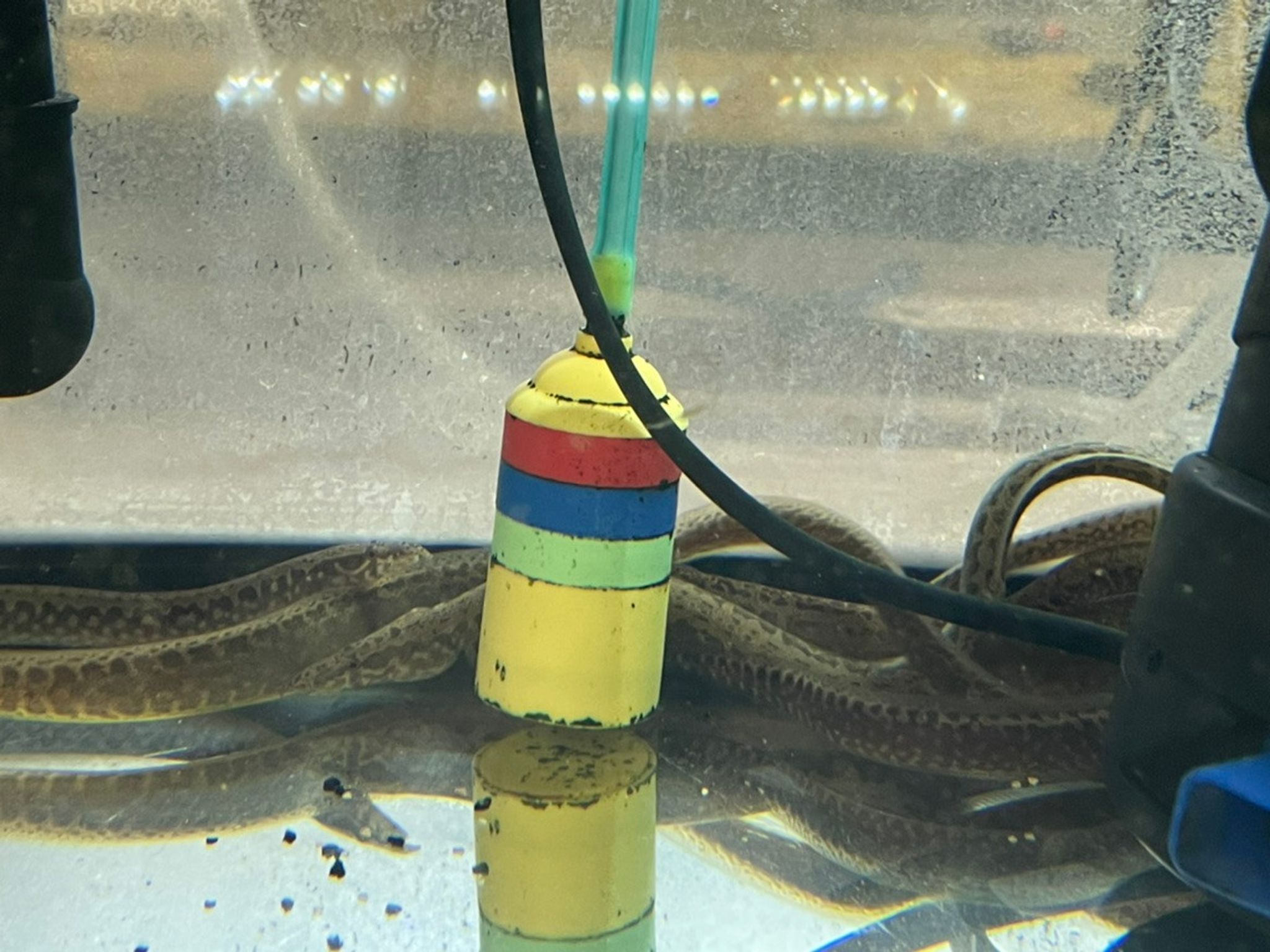 Starry Night Eel (Longtail Spiny Eel)