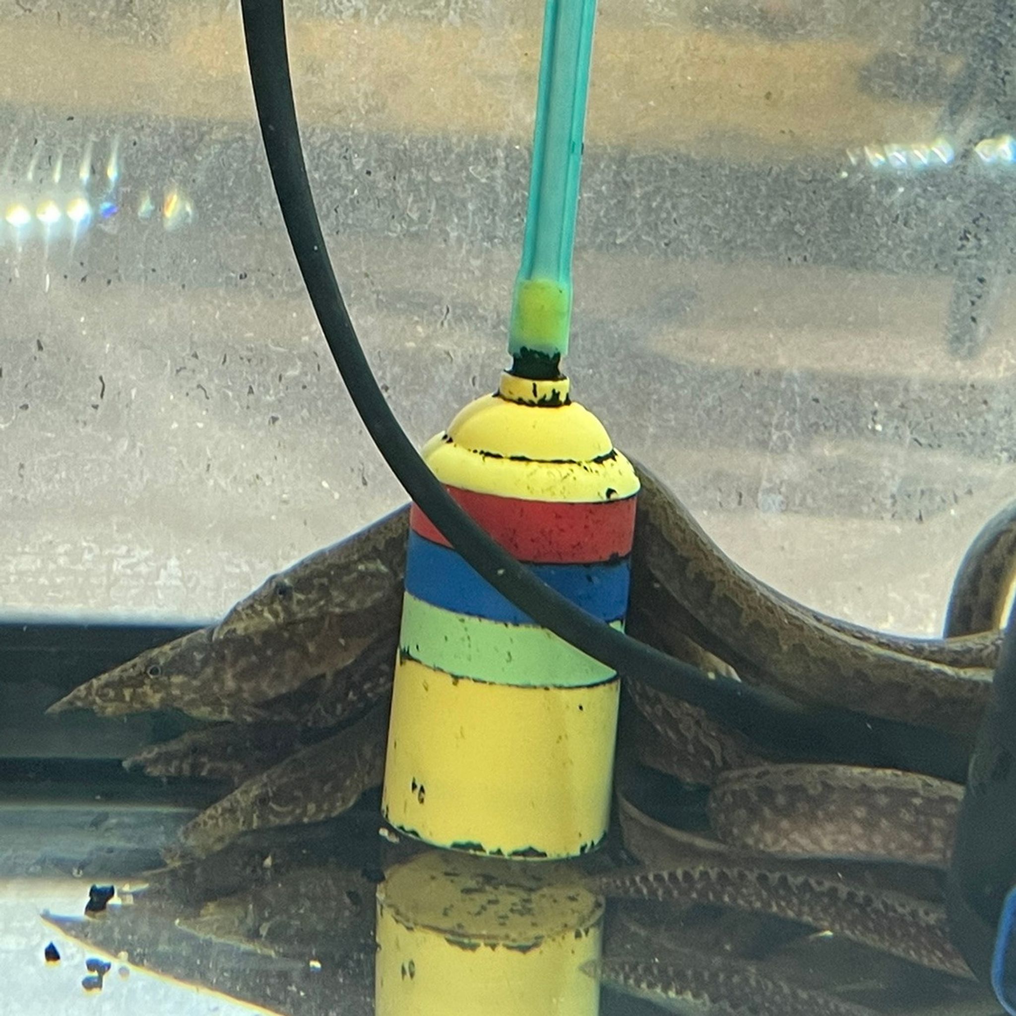 Starry Night Eel (Longtail Spiny Eel)