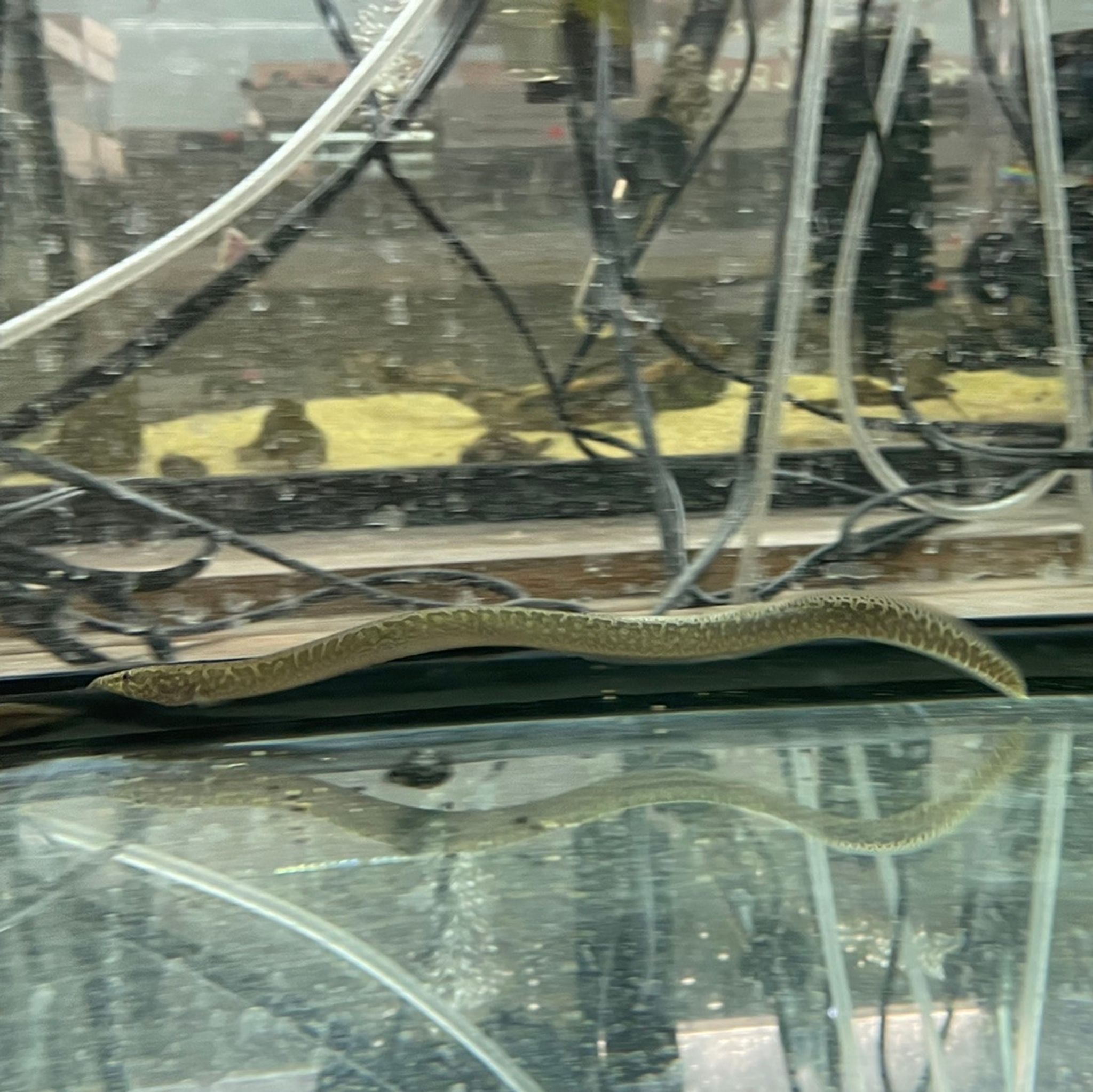 Starry Night Eel (Longtail Spiny Eel)