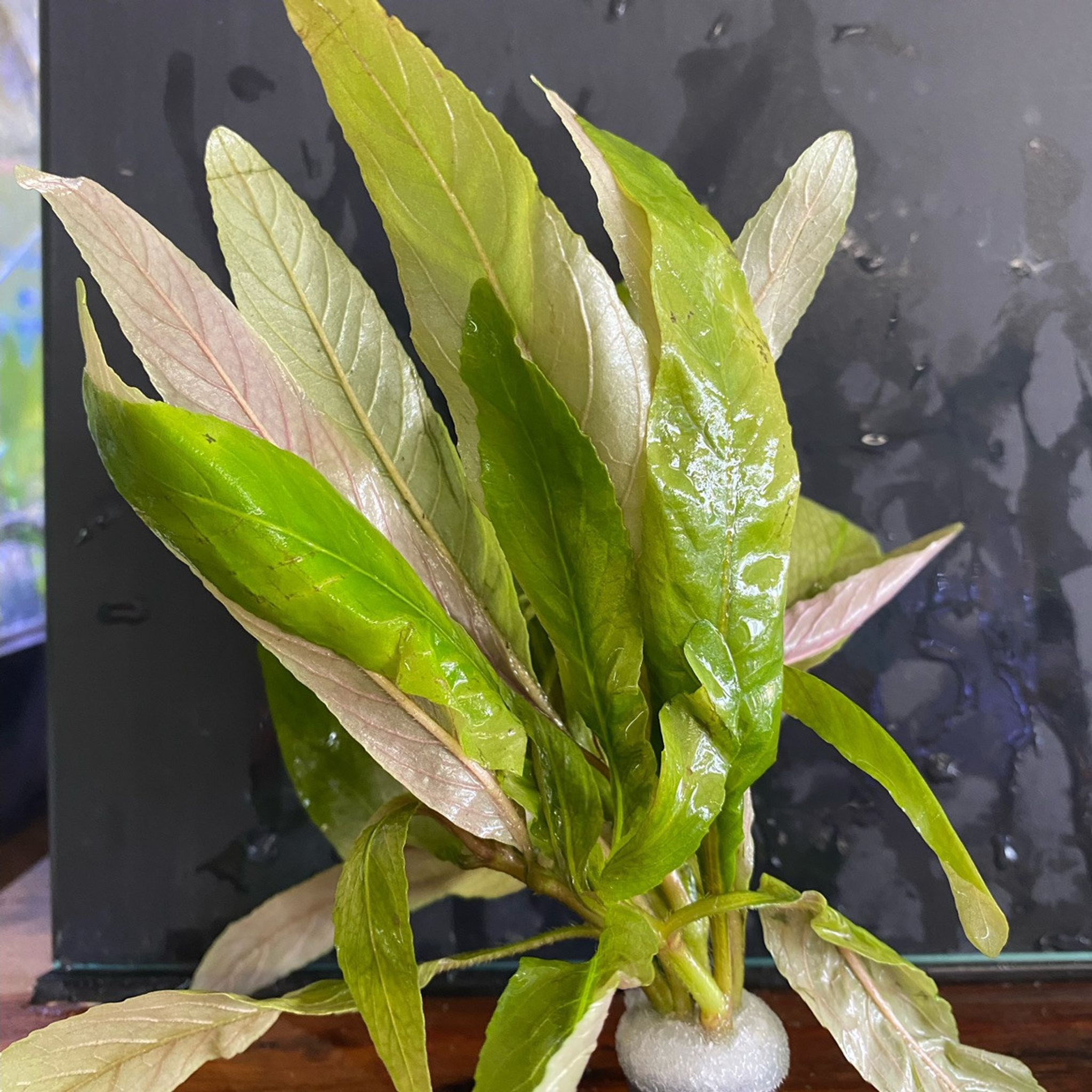 Staurogyne sp Bihar
