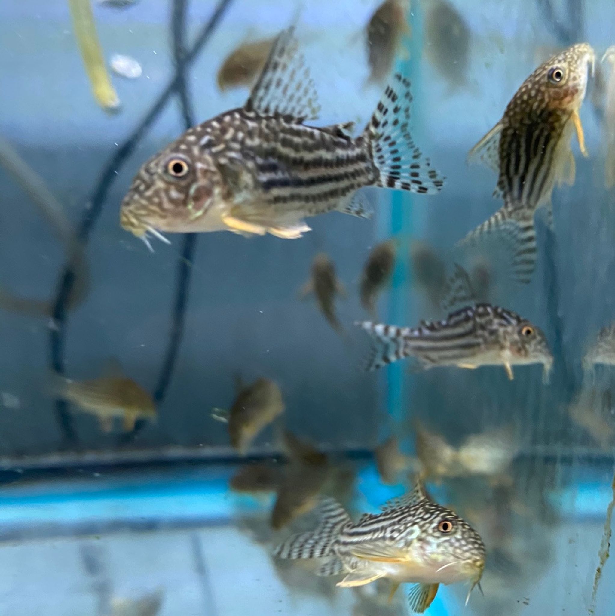 Sterbai Cory Cat